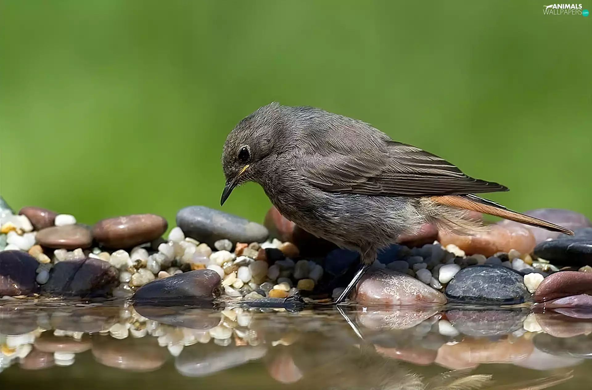Stones, cinderella, River