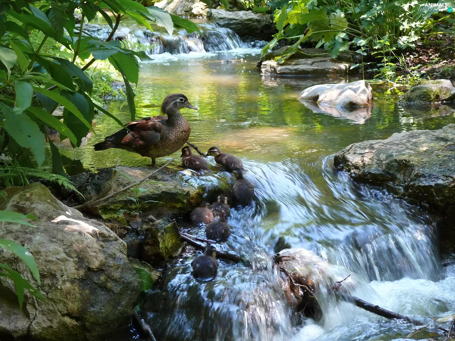 River, Bush, Leaf, Stones
