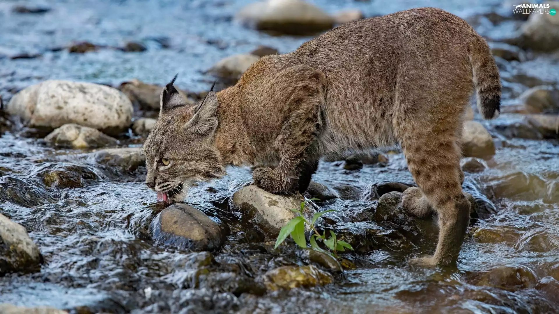 Stones, Lynx, River
