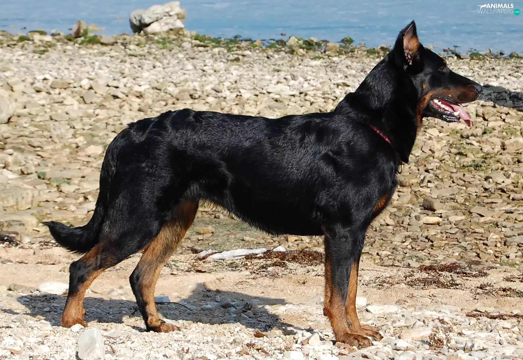 Shepherd French Beauceron, Stones
