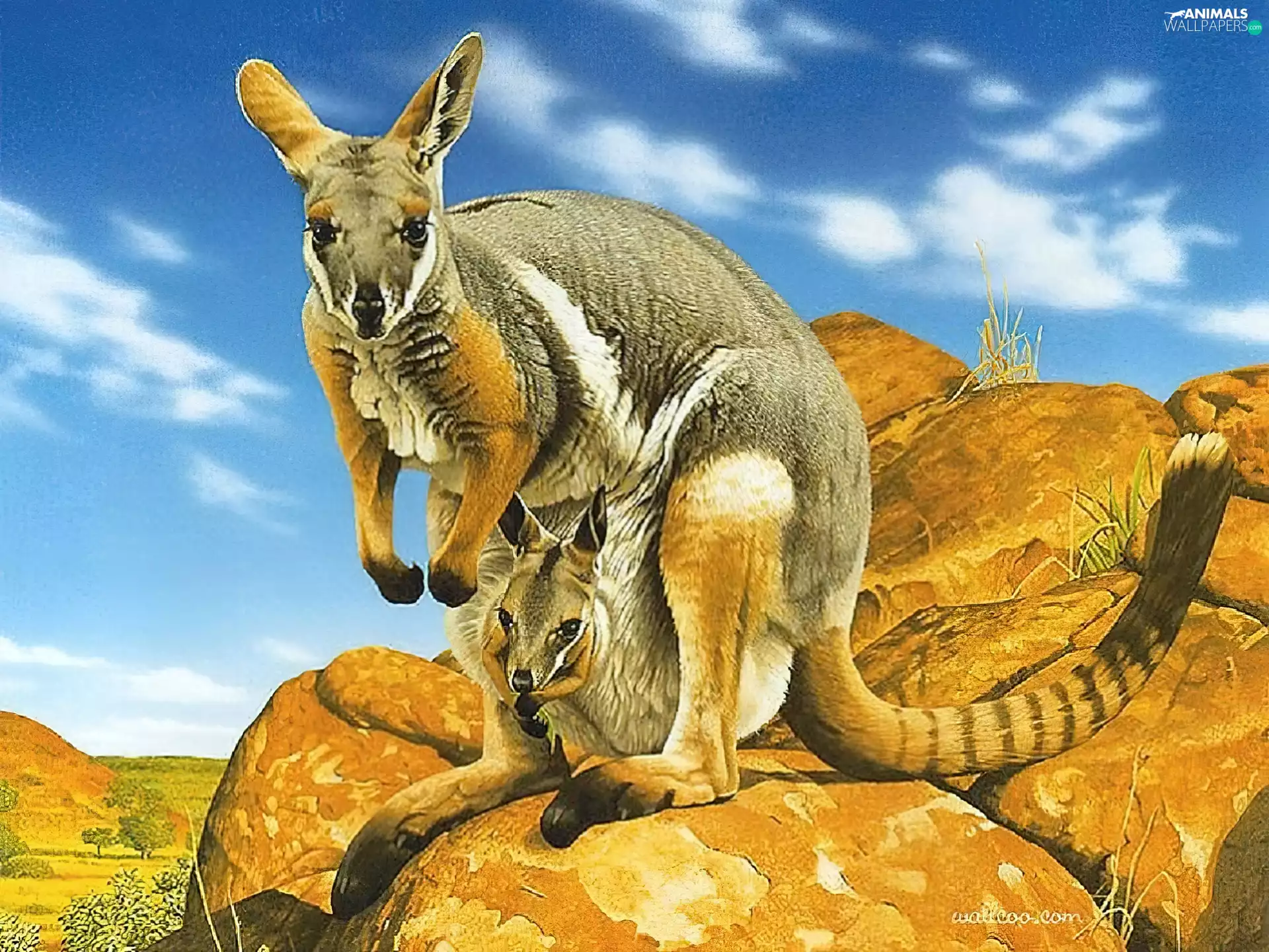 bag, Stones, small, ##, kangaroo
