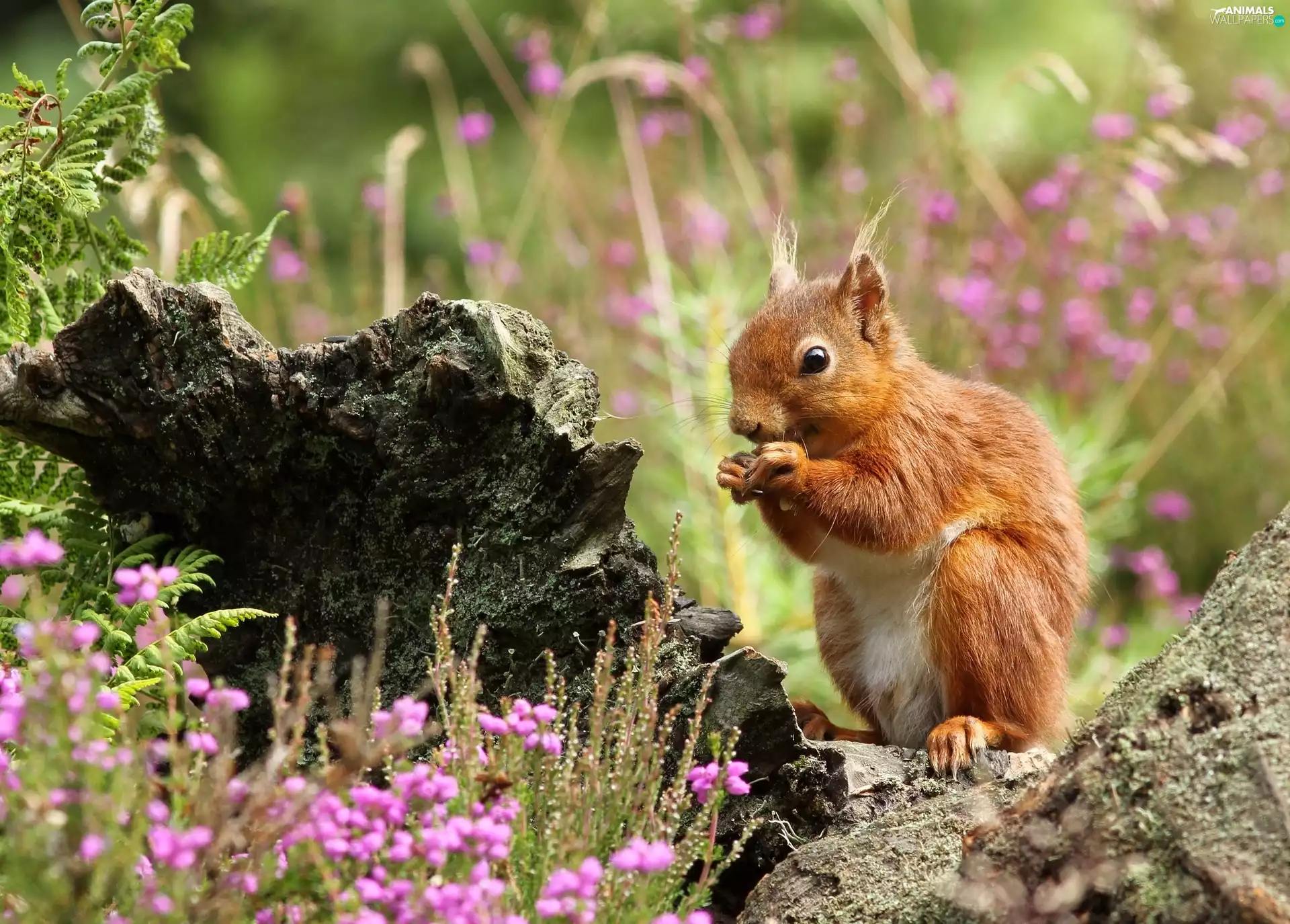 squirrel, Wildflowers, Flowers, Stones