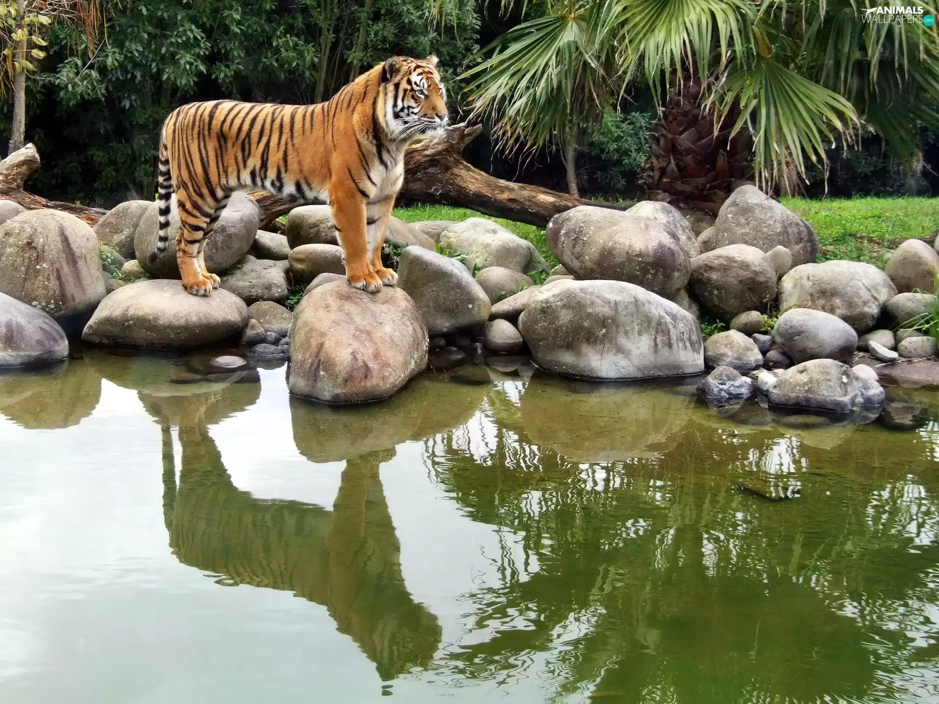 tiger, water, reflection, Stones