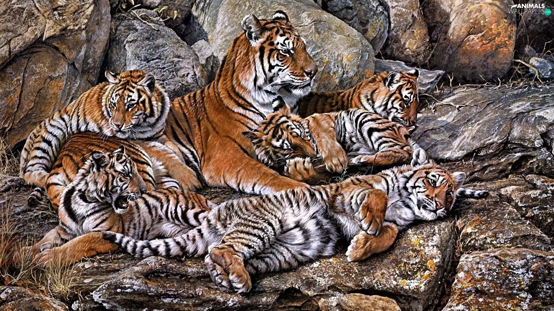 Stones, Family, tigers