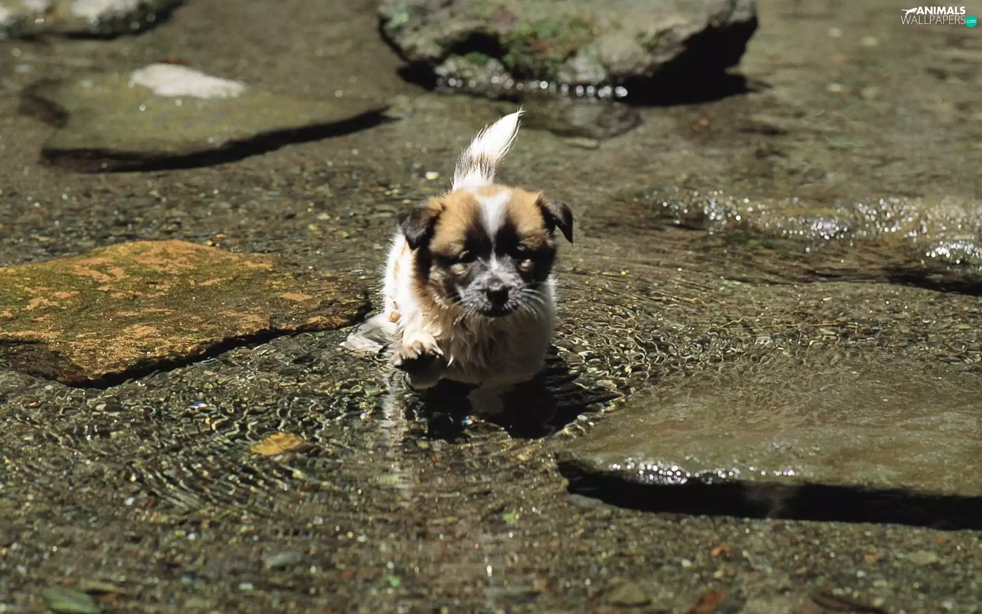 Stones, Puppy, water