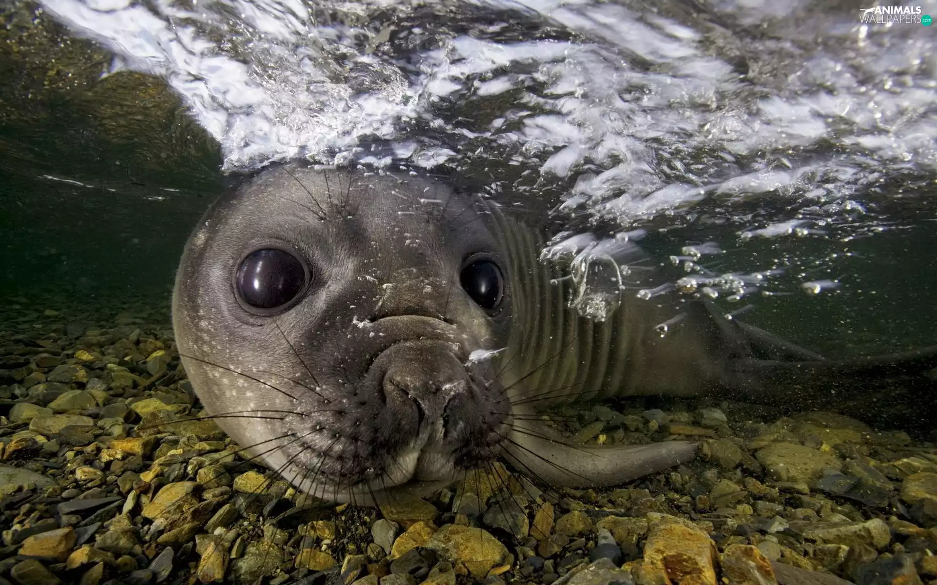 Stones, seal, water