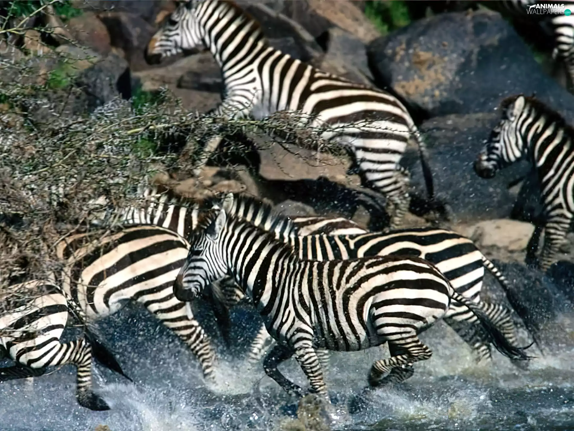 Stones, zebra, water