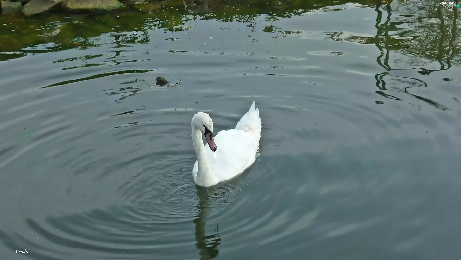 lake, Stones, White, water, Swans