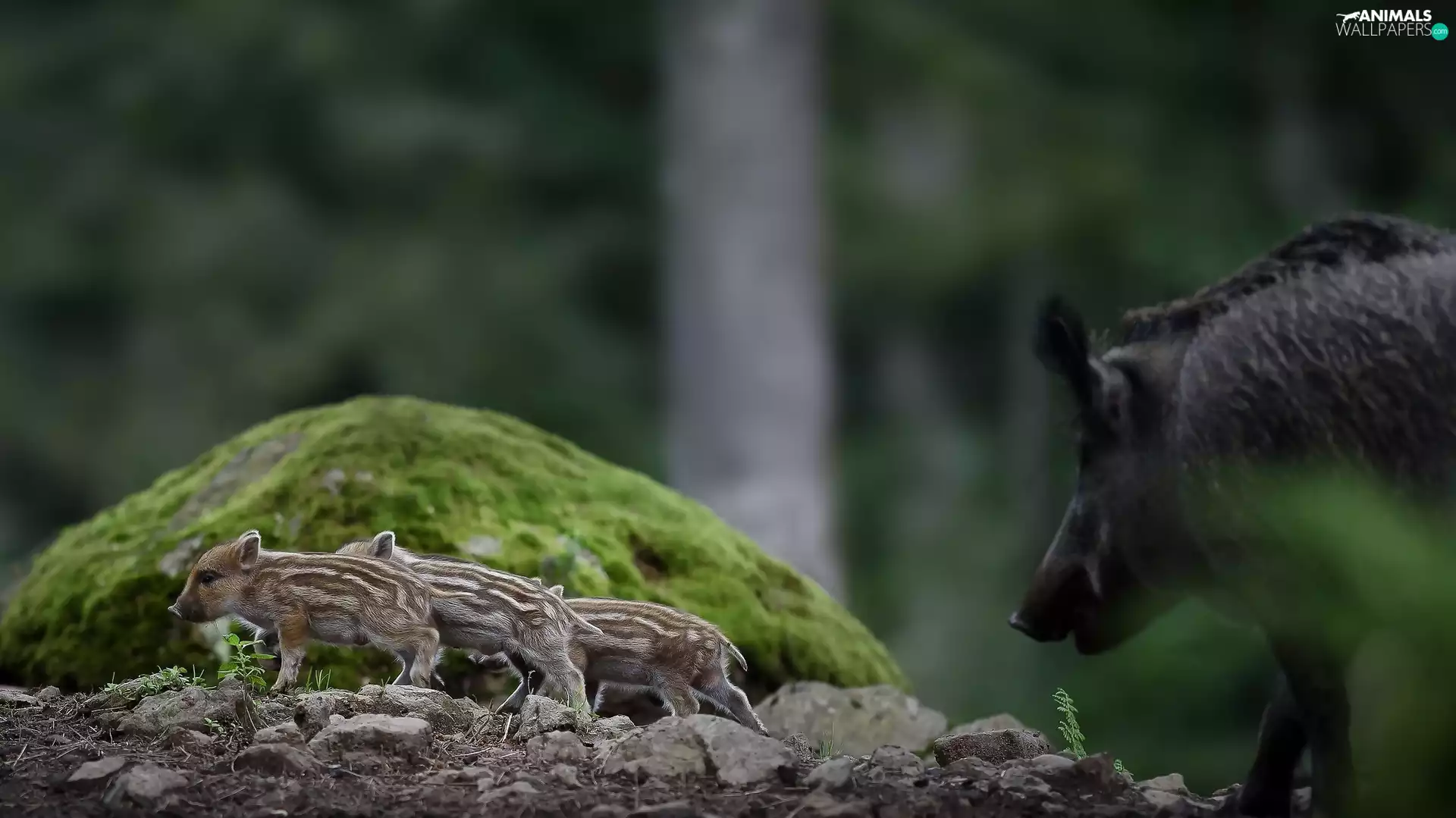 Stones, Piglets, wild