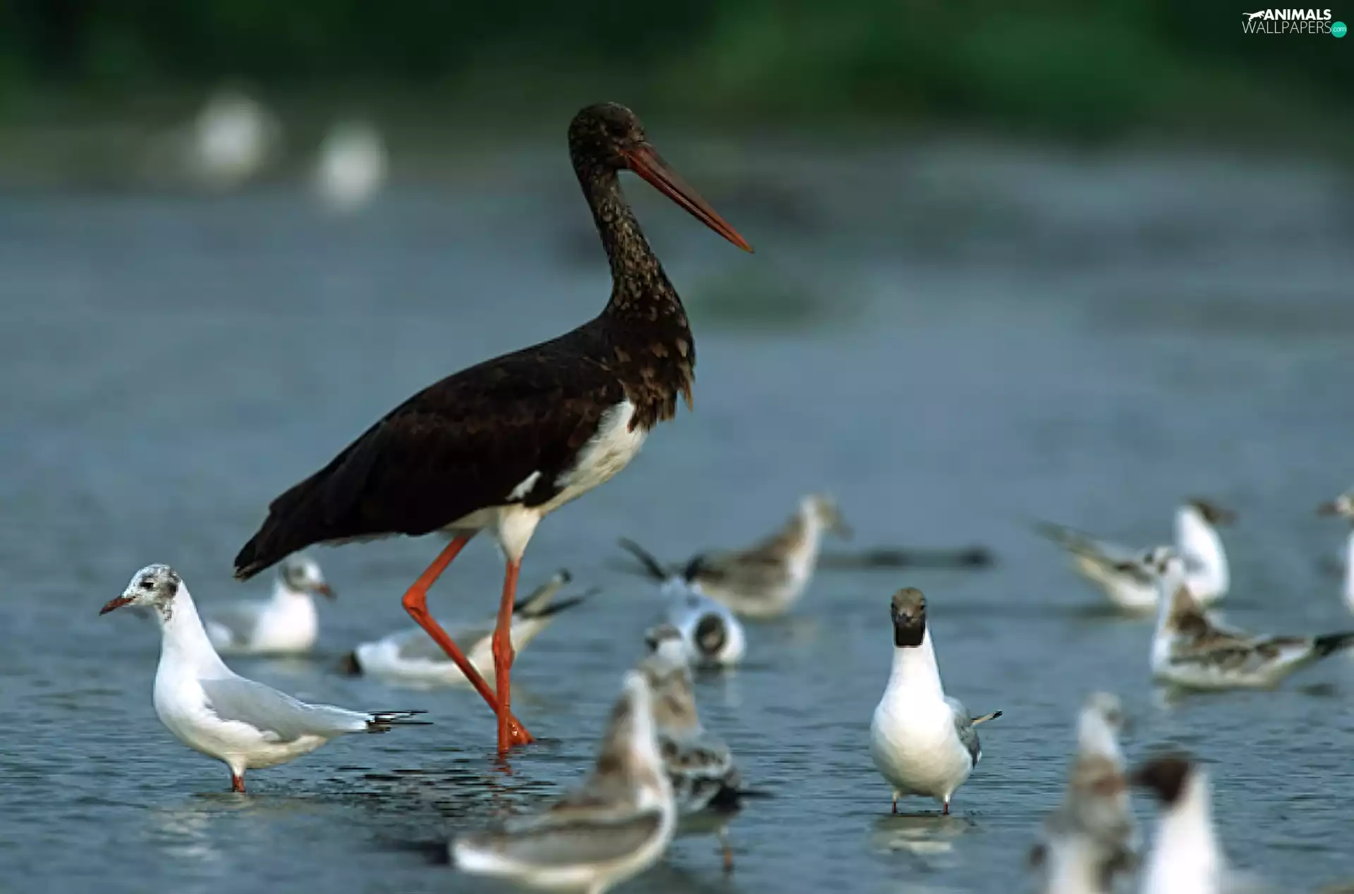 Black, gulls, water, stork