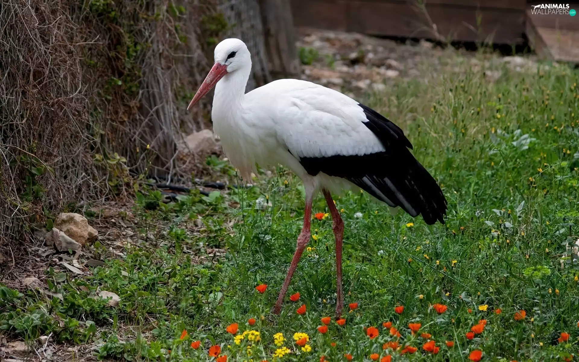 stork, Meadow
