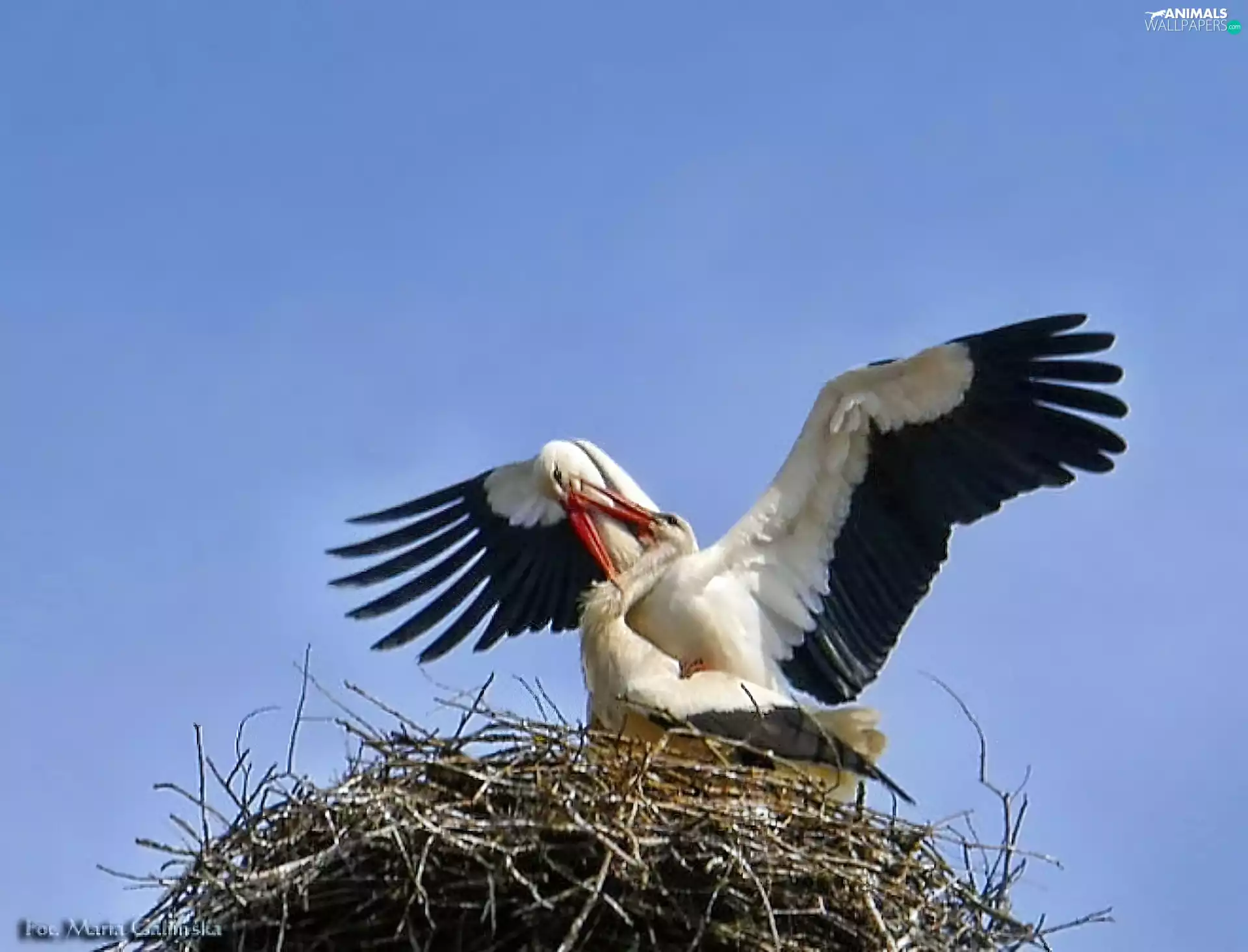 Stork, nest