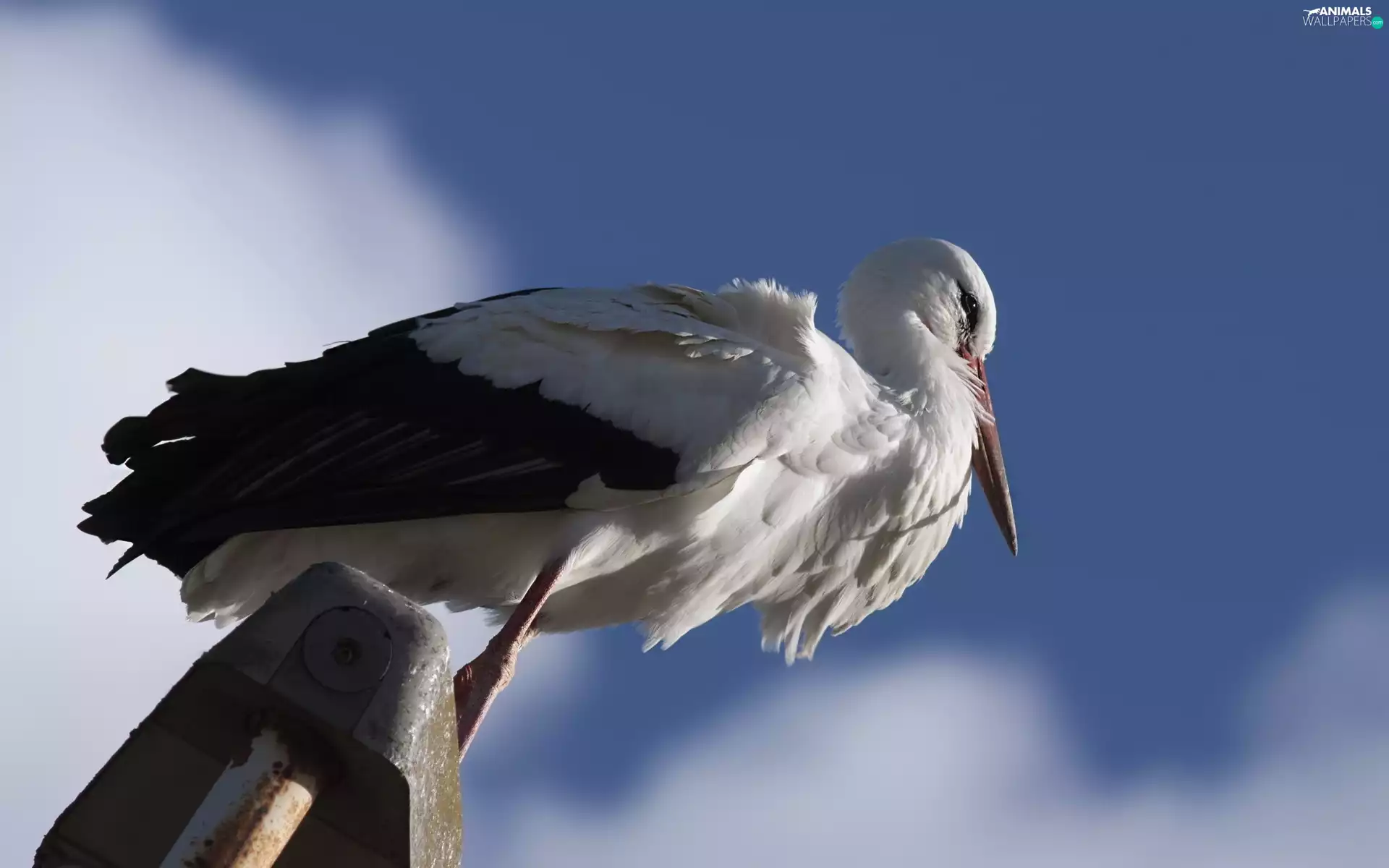 stork, Sky