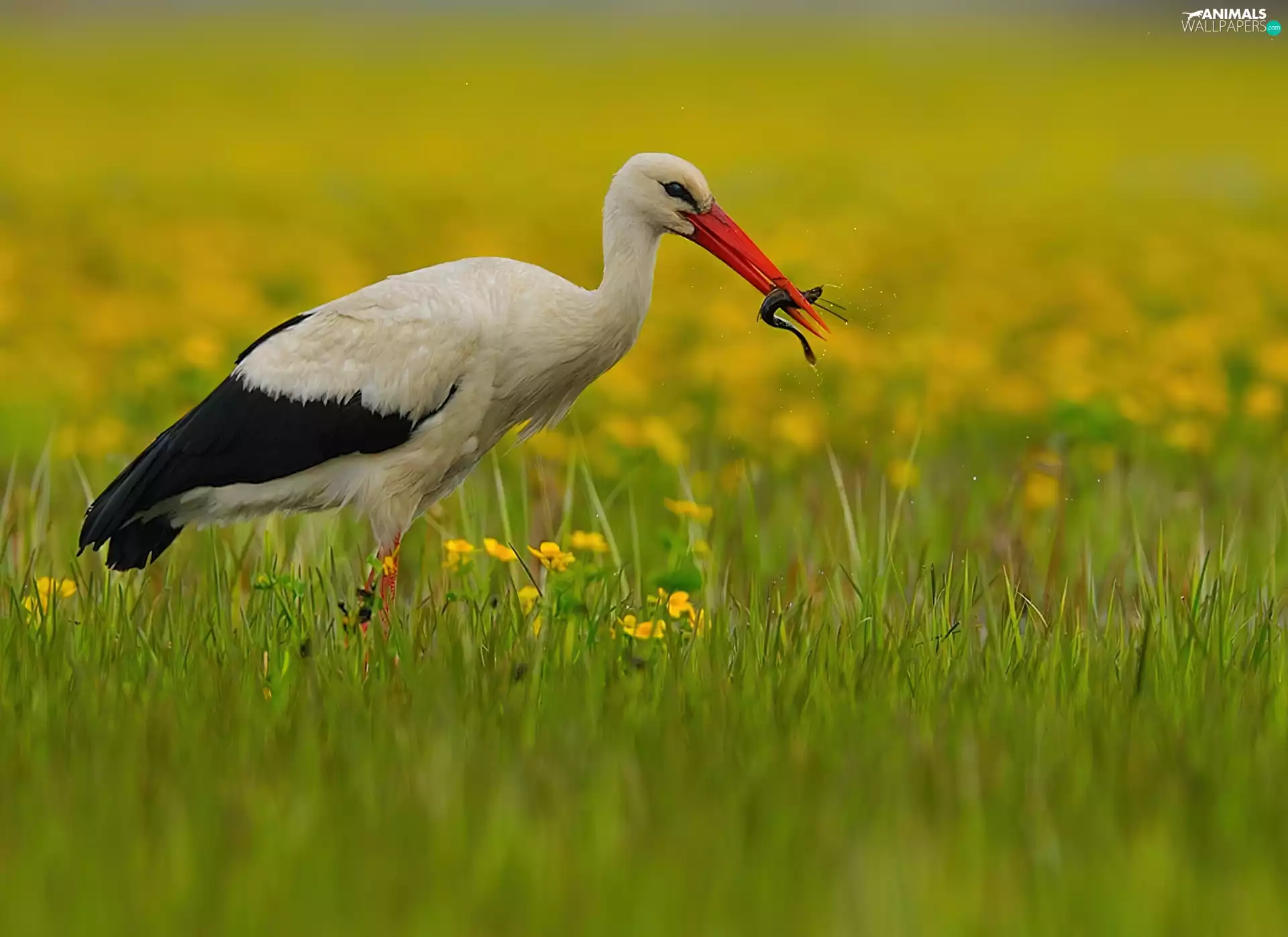 stork, VEGETATION