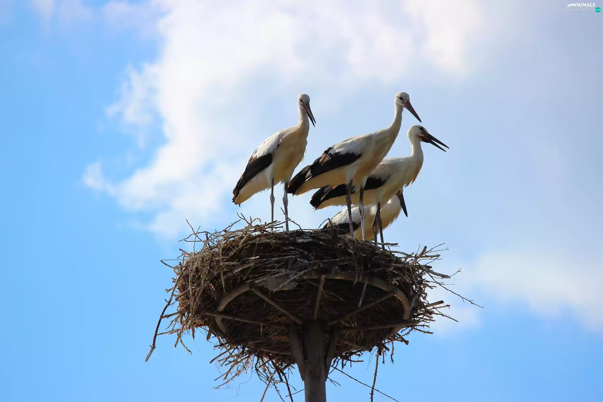 Storks, nest