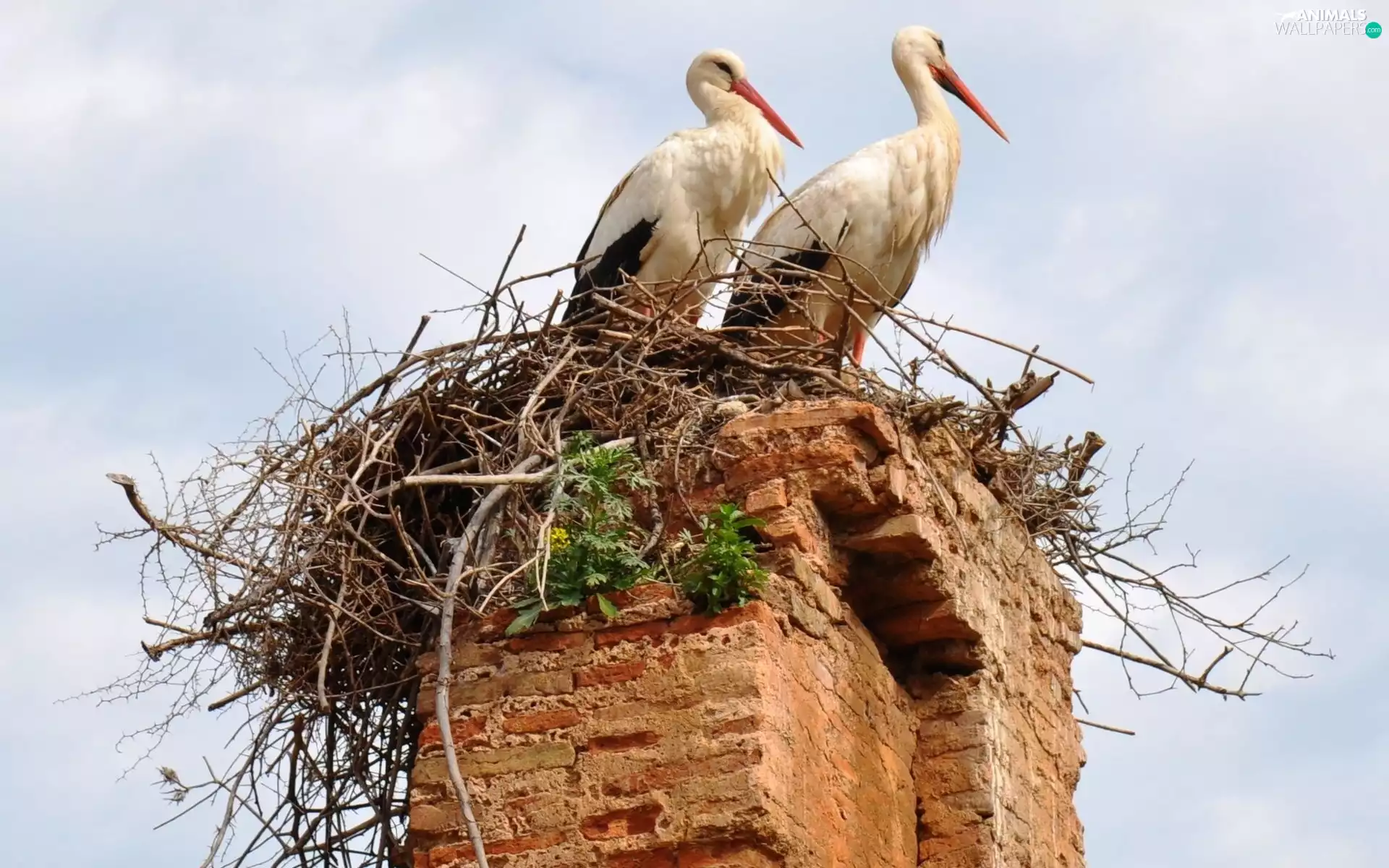 nest, Two cars, Storks