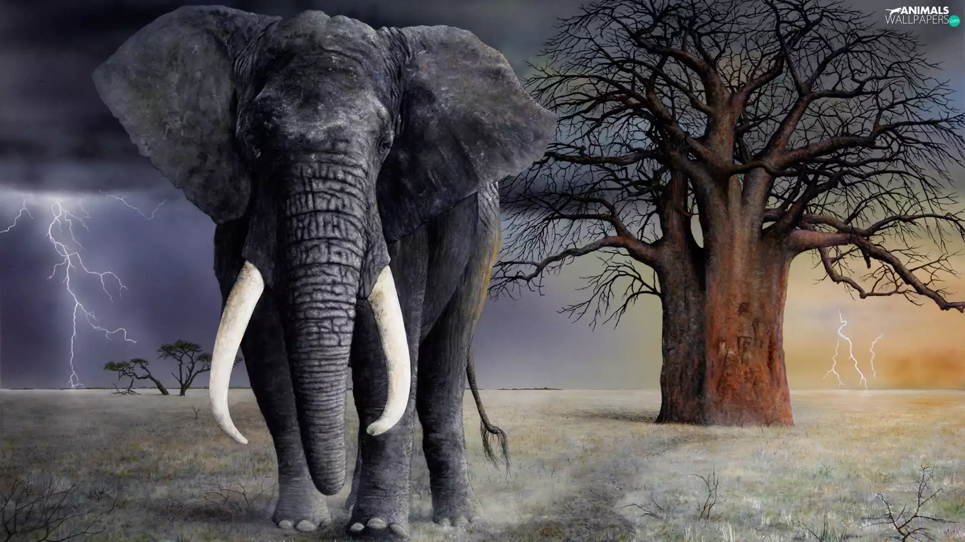 Storm, Elephant, trees
