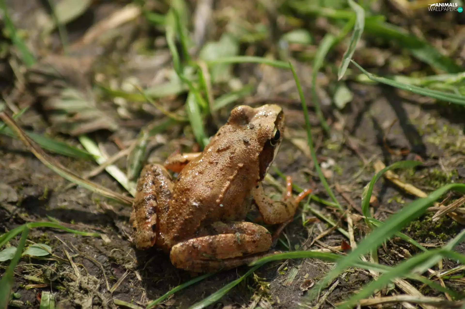 strange frog, amphibian