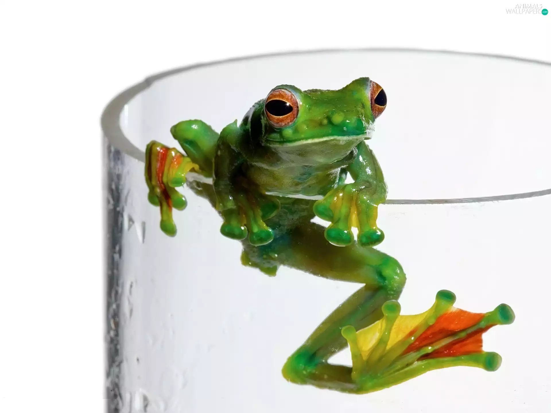 strange frog, cup