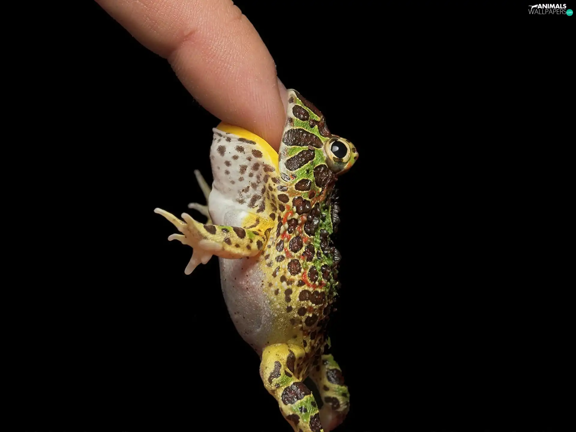 strange frog, finger