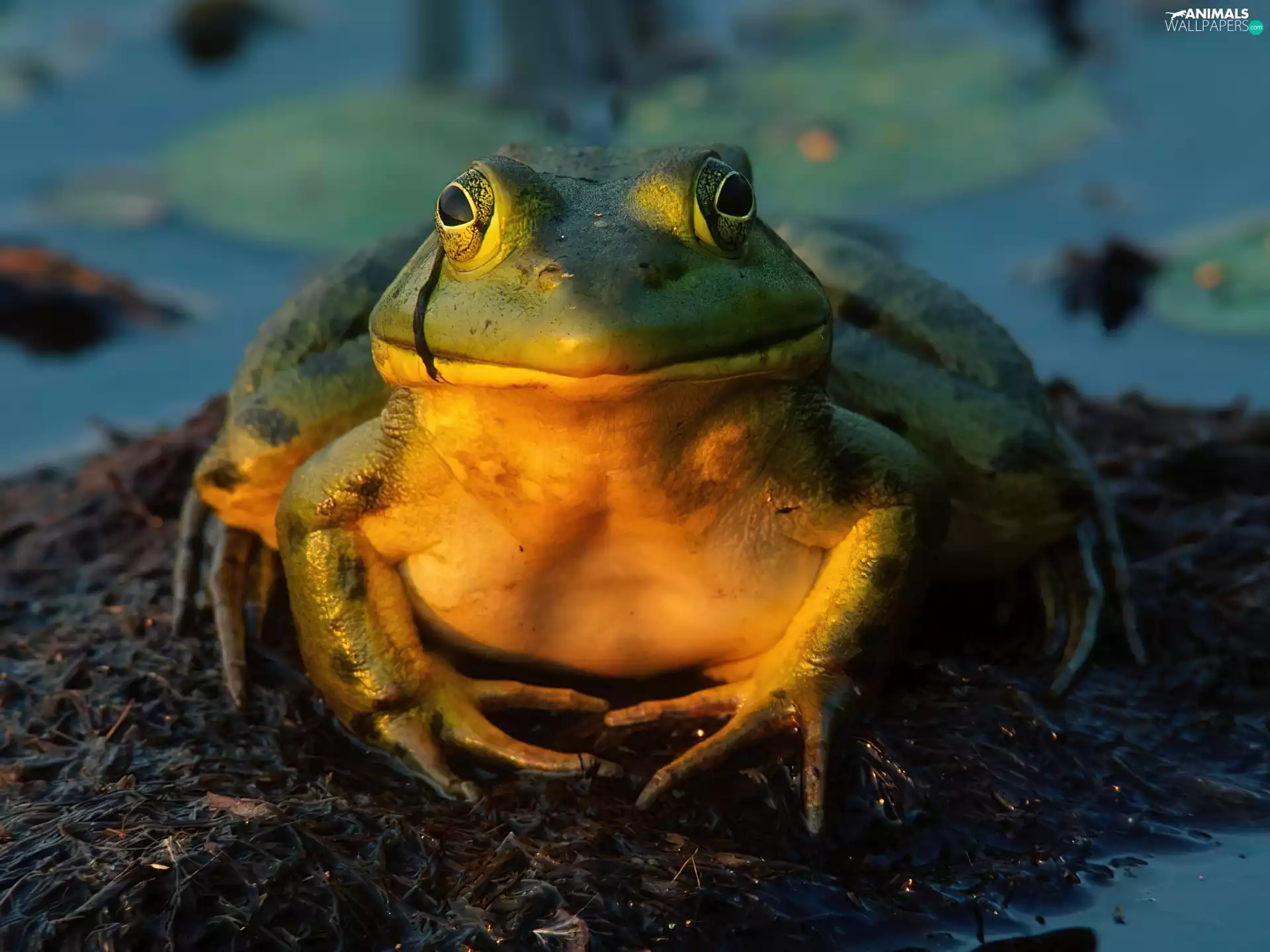 strange frog