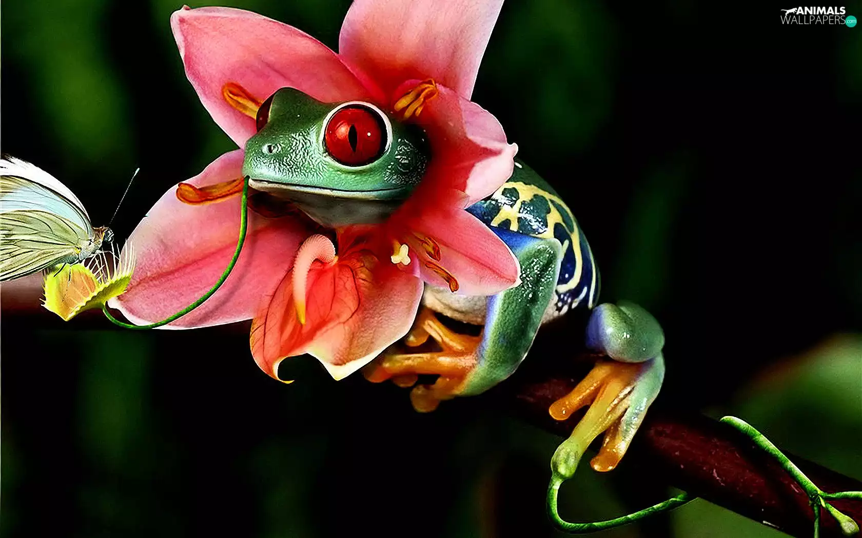 hunting, strange frog, Colourfull Flowers
