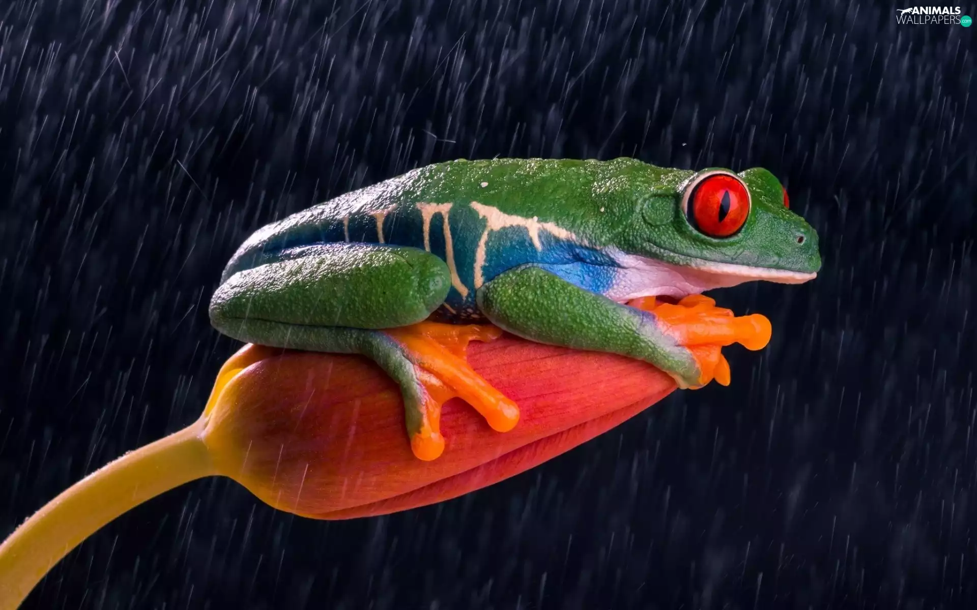 Rain, strange frog, Colourfull Flowers