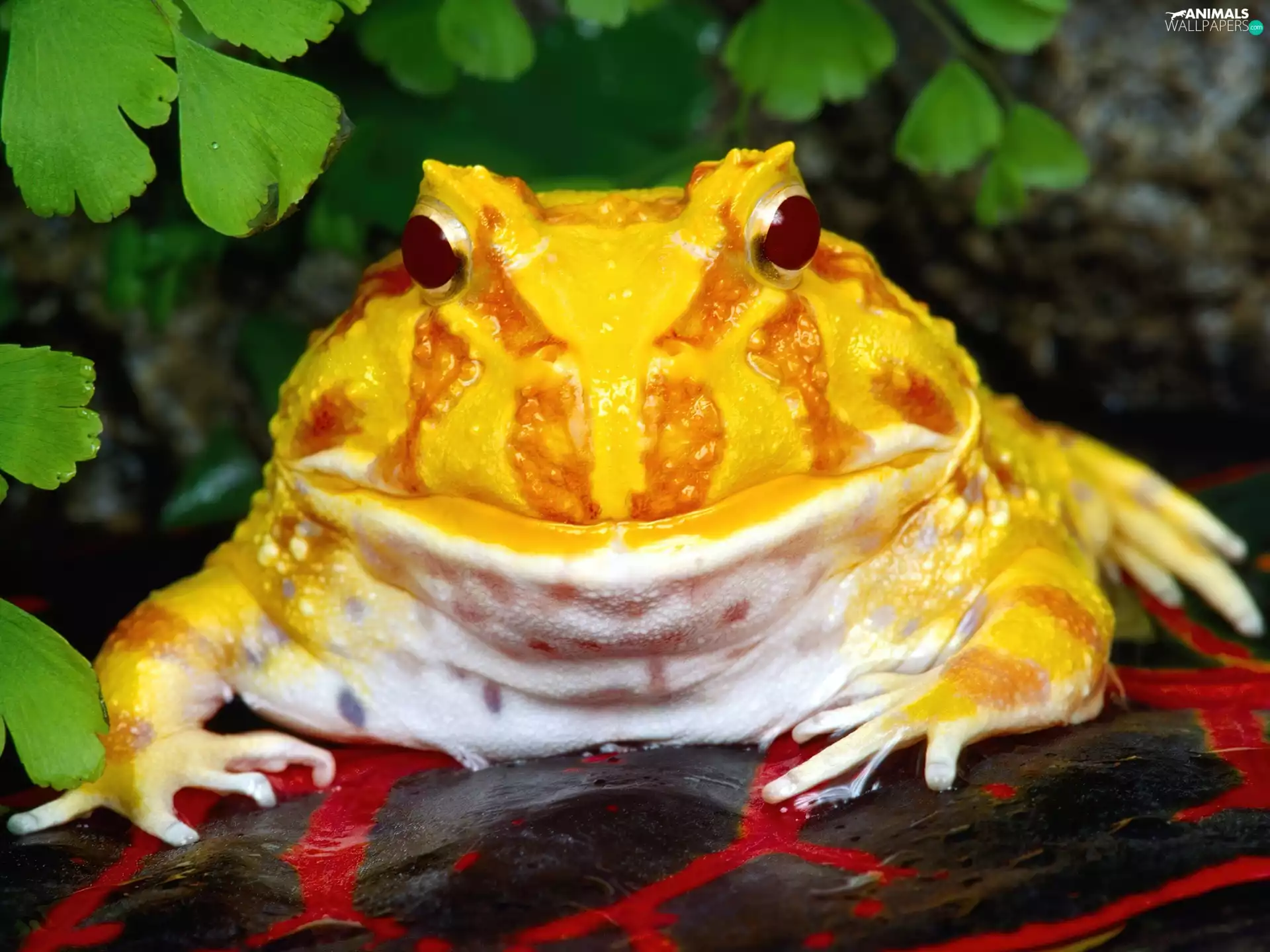 Argentine, strange frog, Yellow Honda