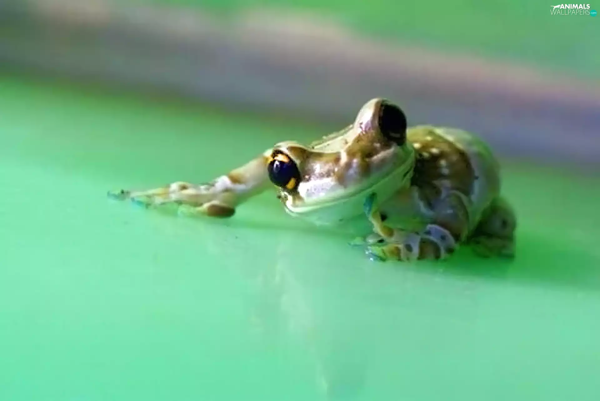 background, strange frog, green ones