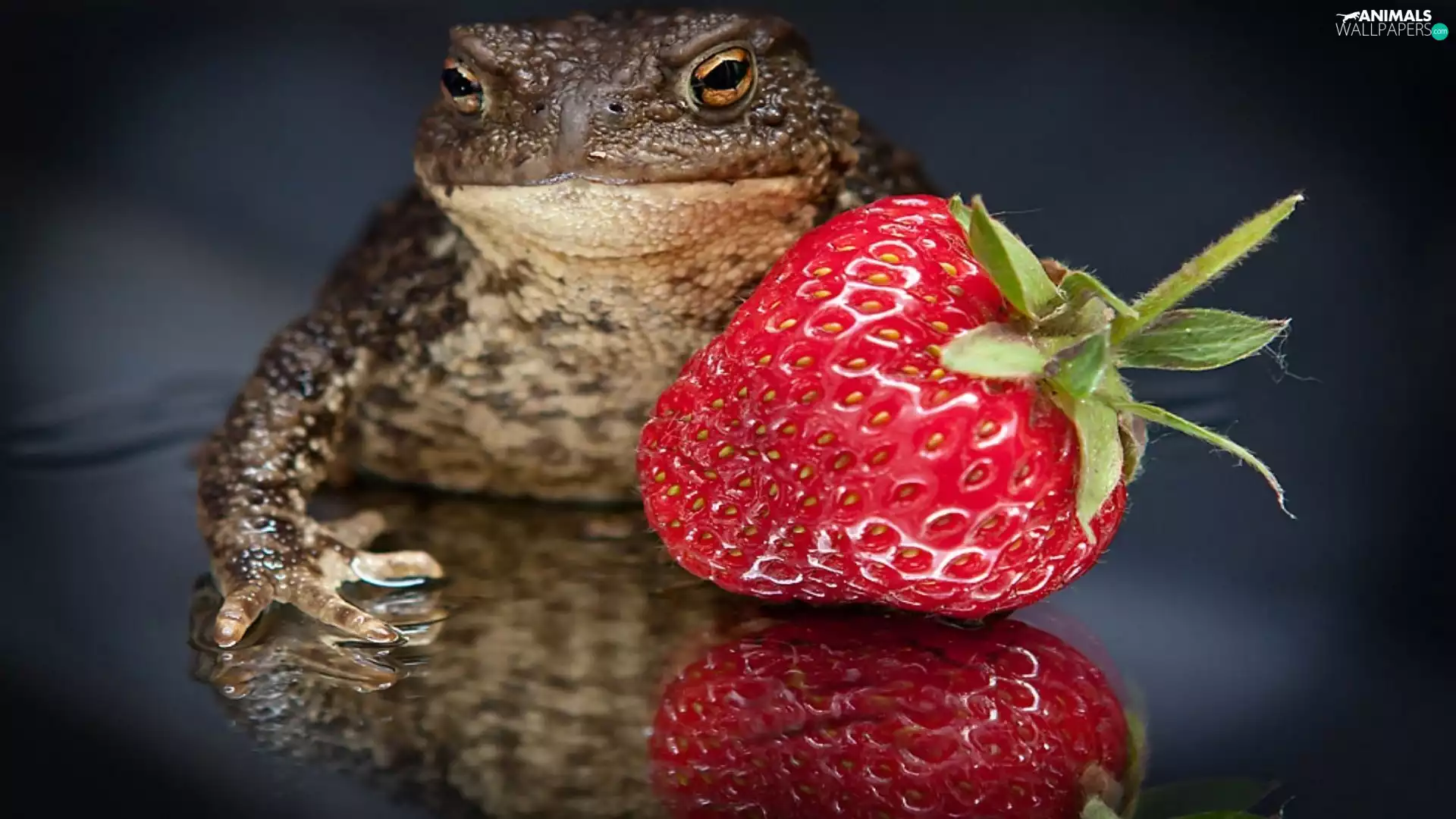 strange frog, Strawberry