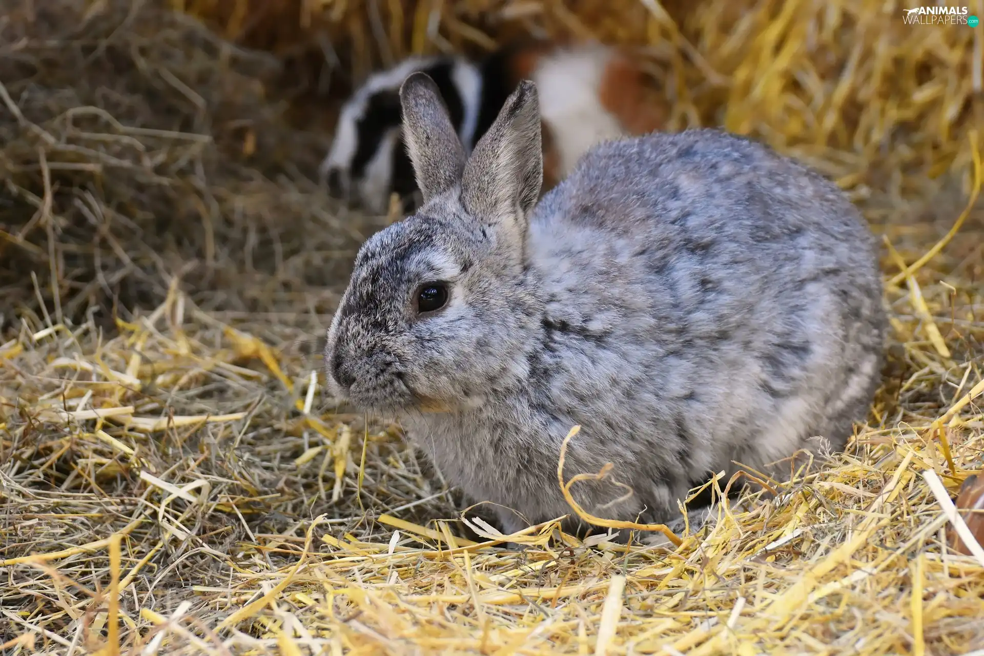 straw, Gray, Rabbit