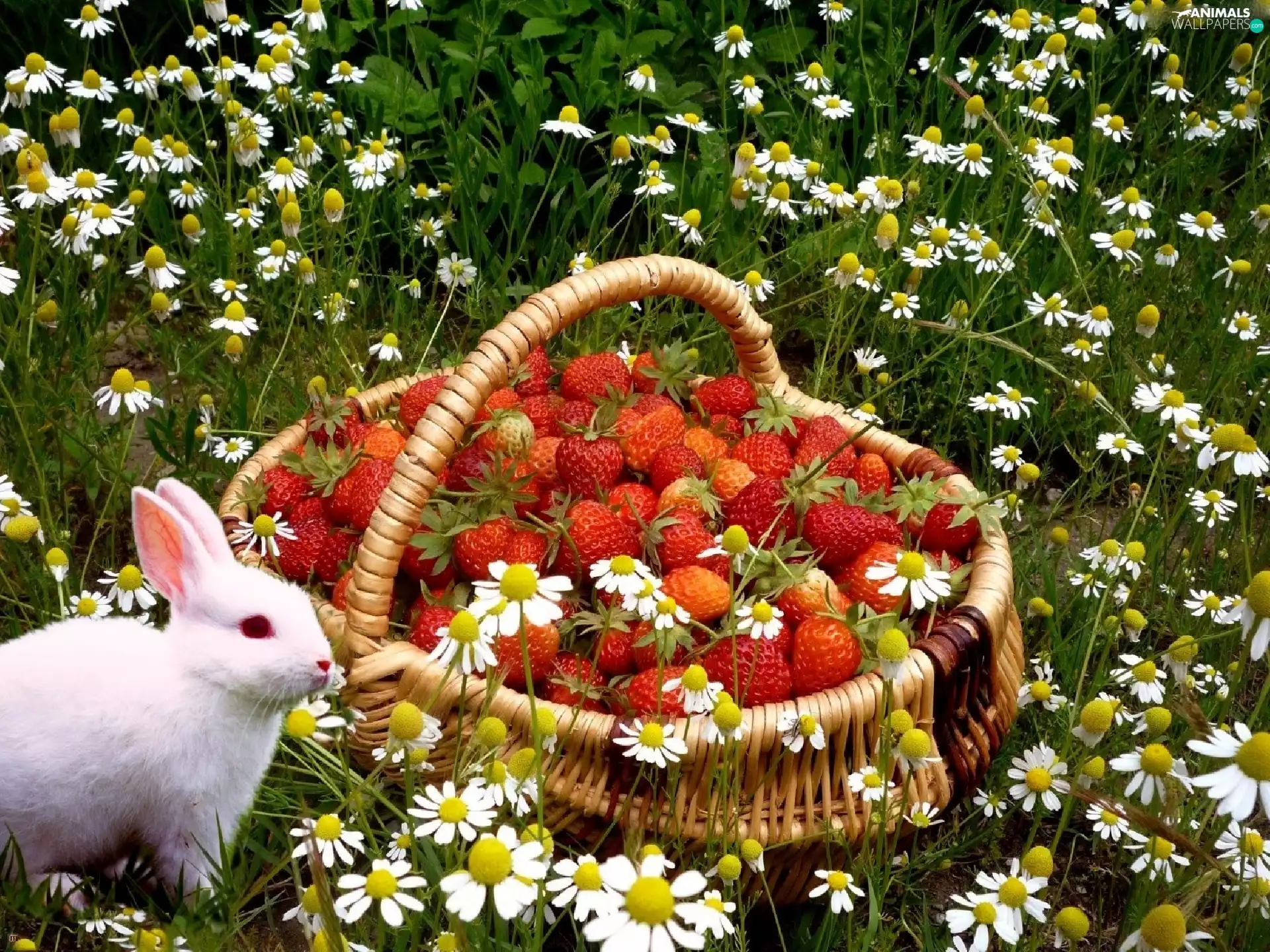 Chamomile Common, Rabbit, strawberries
