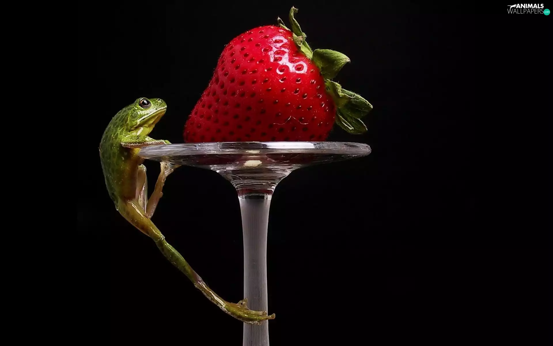 Strawberry, frog