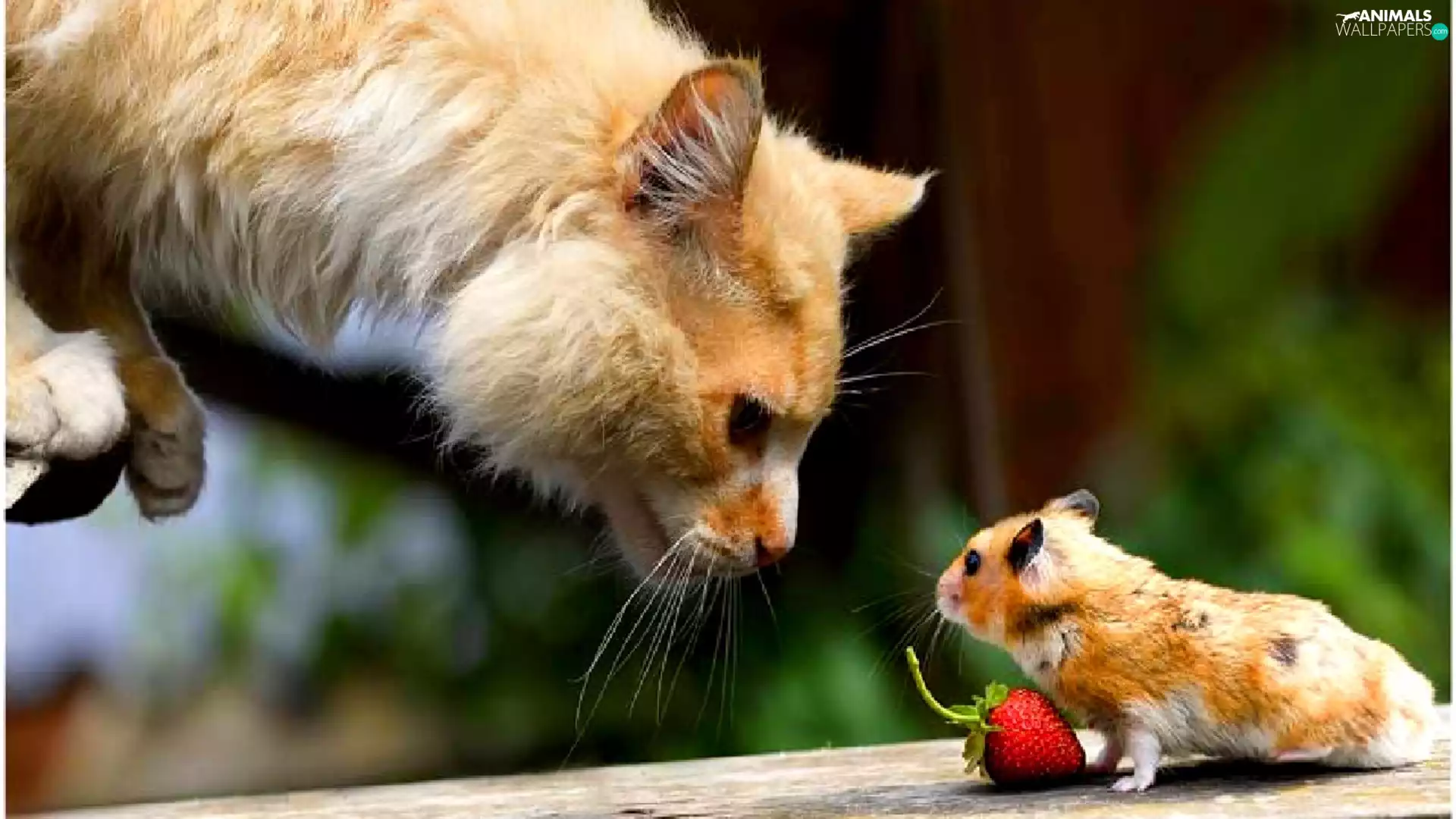 Strawberry, cat, hamster