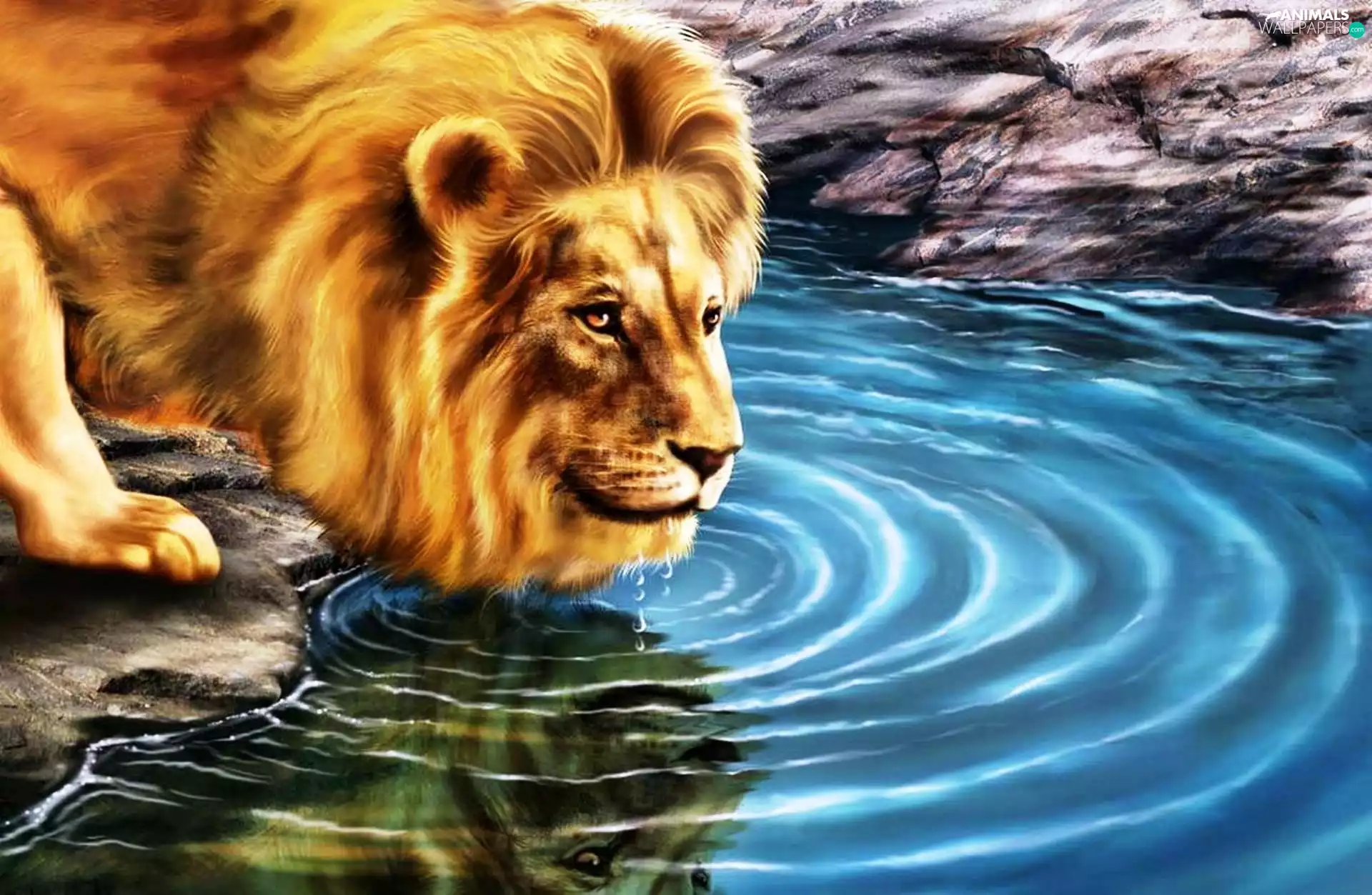 stream, drawings, Lion