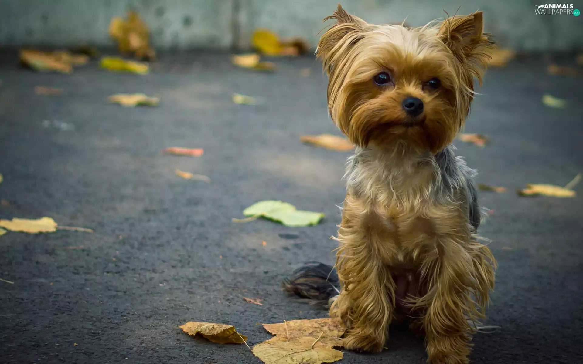 puppie, Street, Leaf, Yorkshire Terrier
