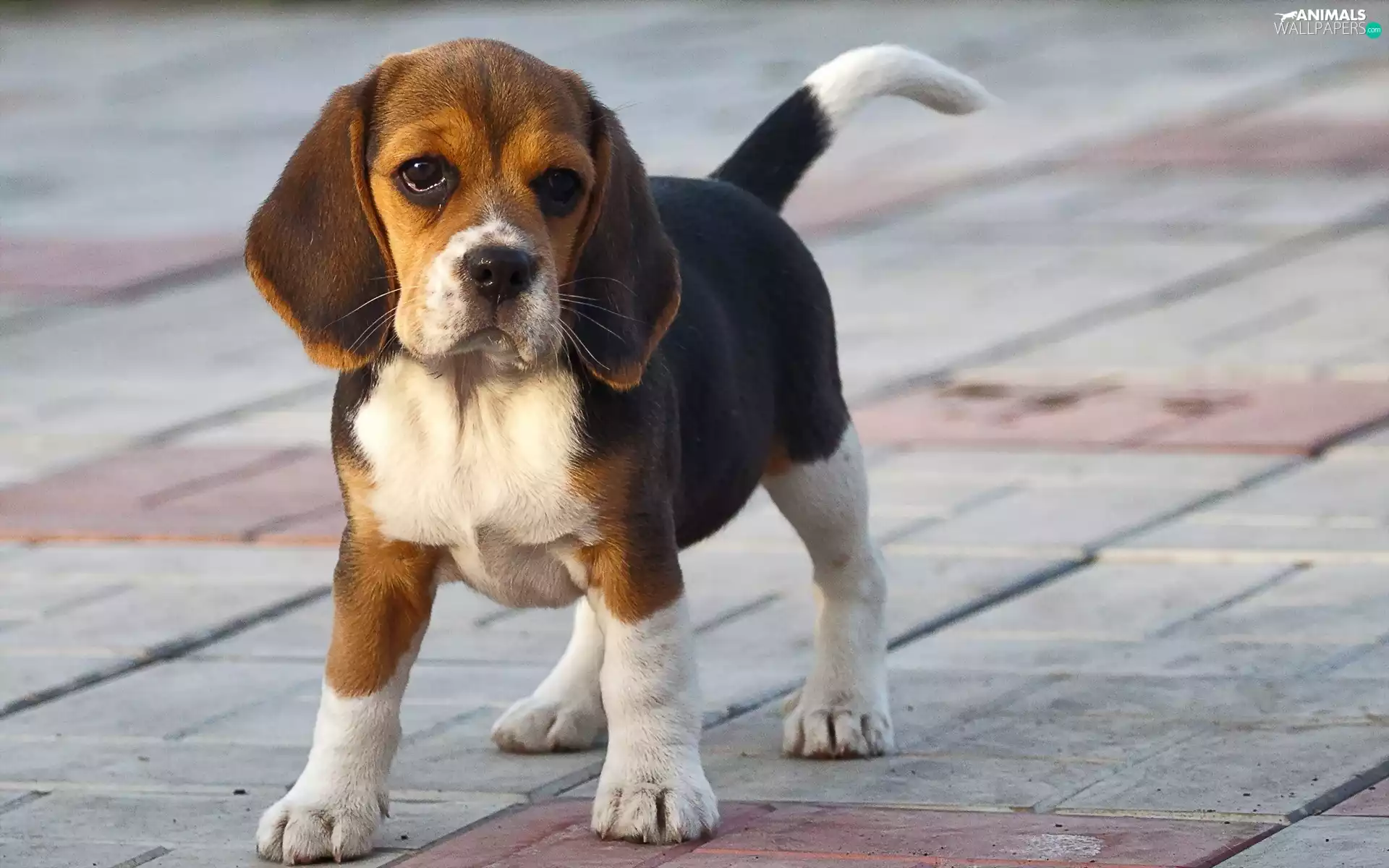 Street, honeyed, puppie