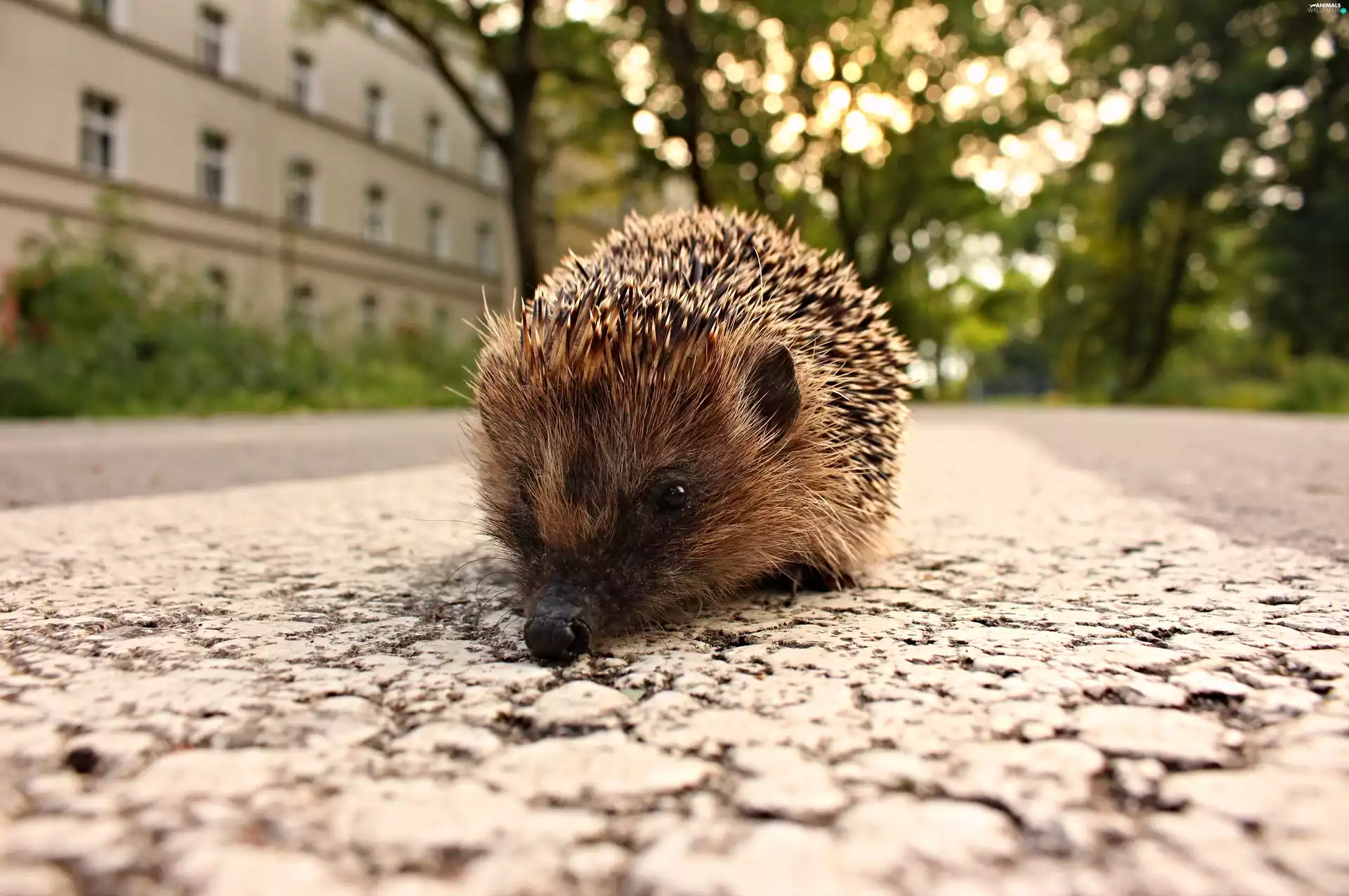 walking, hedgehog, Houses, Street