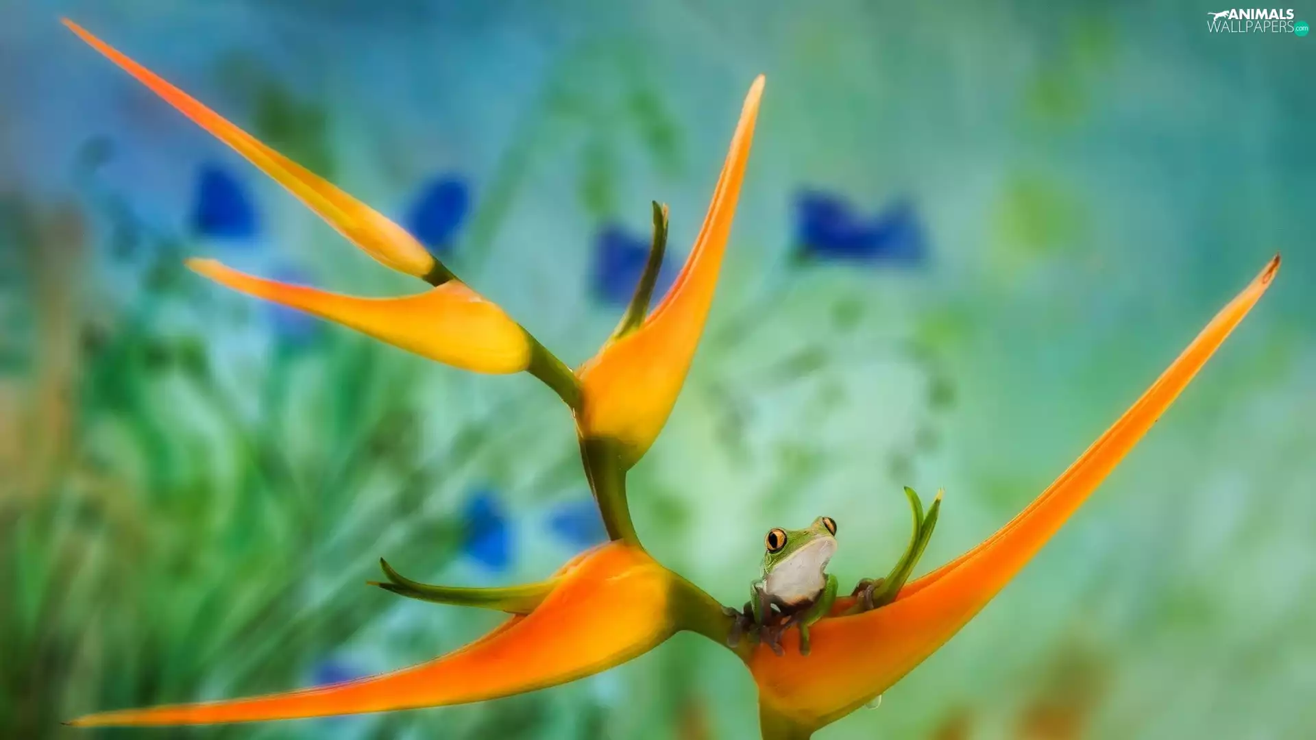 Orange, Green, frog, Strelitzia