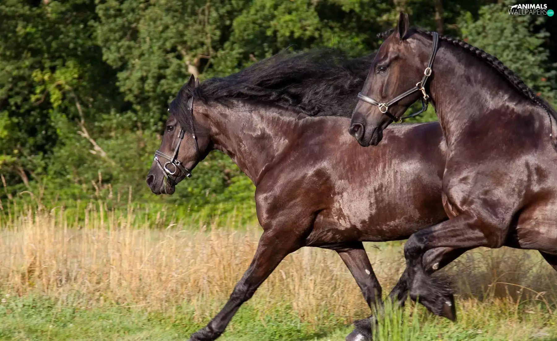 stretching, bloodstock