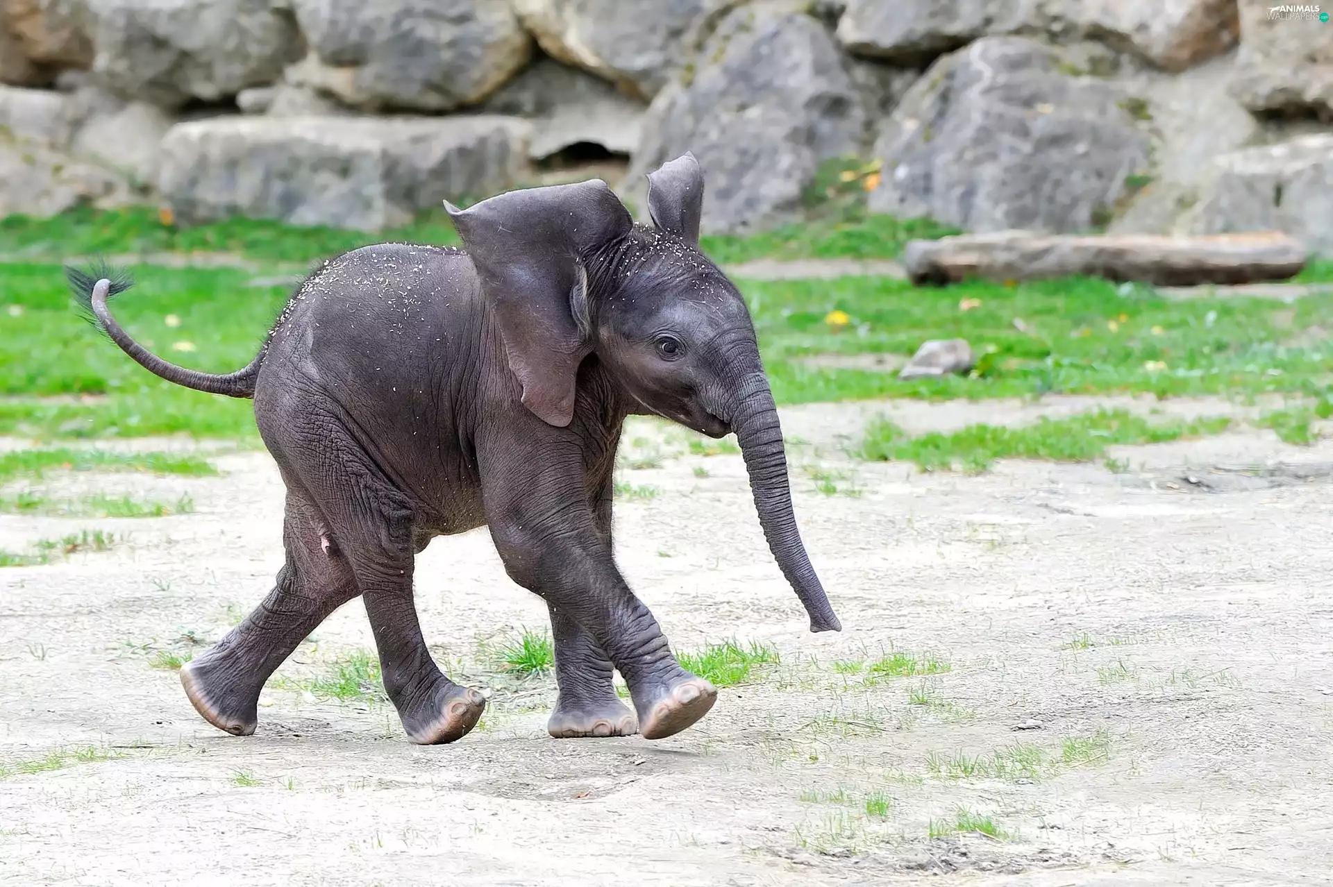 stretching, baby elephant