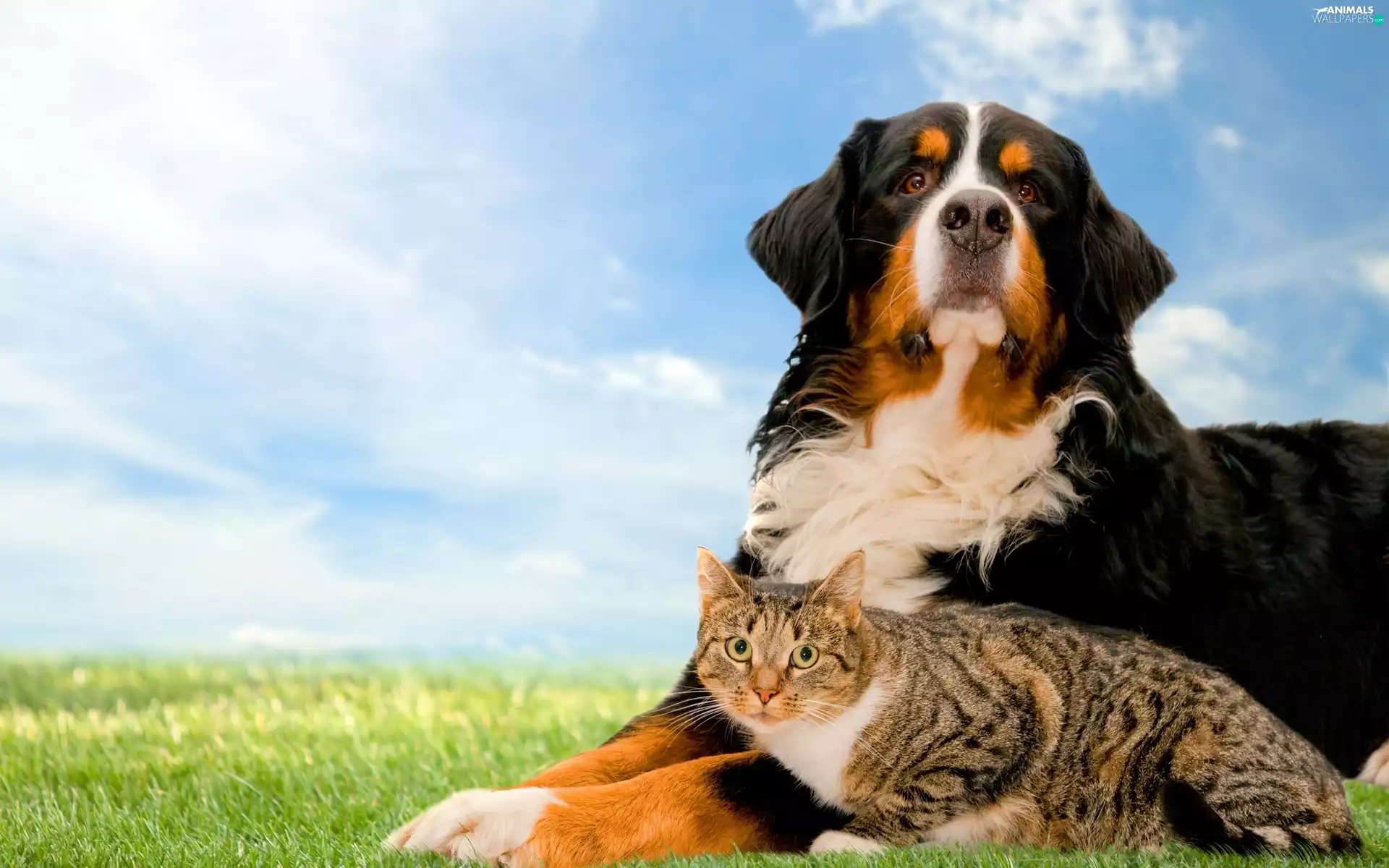 Bernese, pastoral, British Striped cat, dog