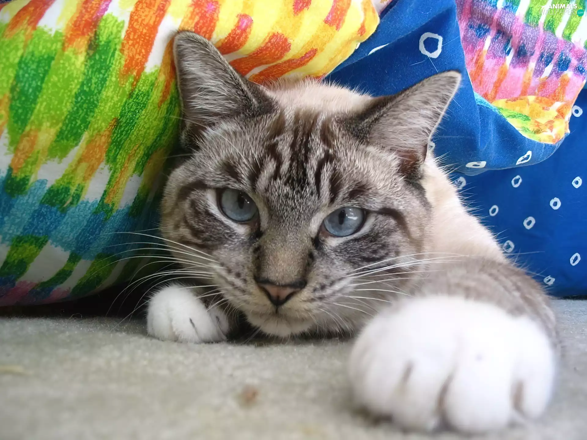 kitten, pulled, pud, striped