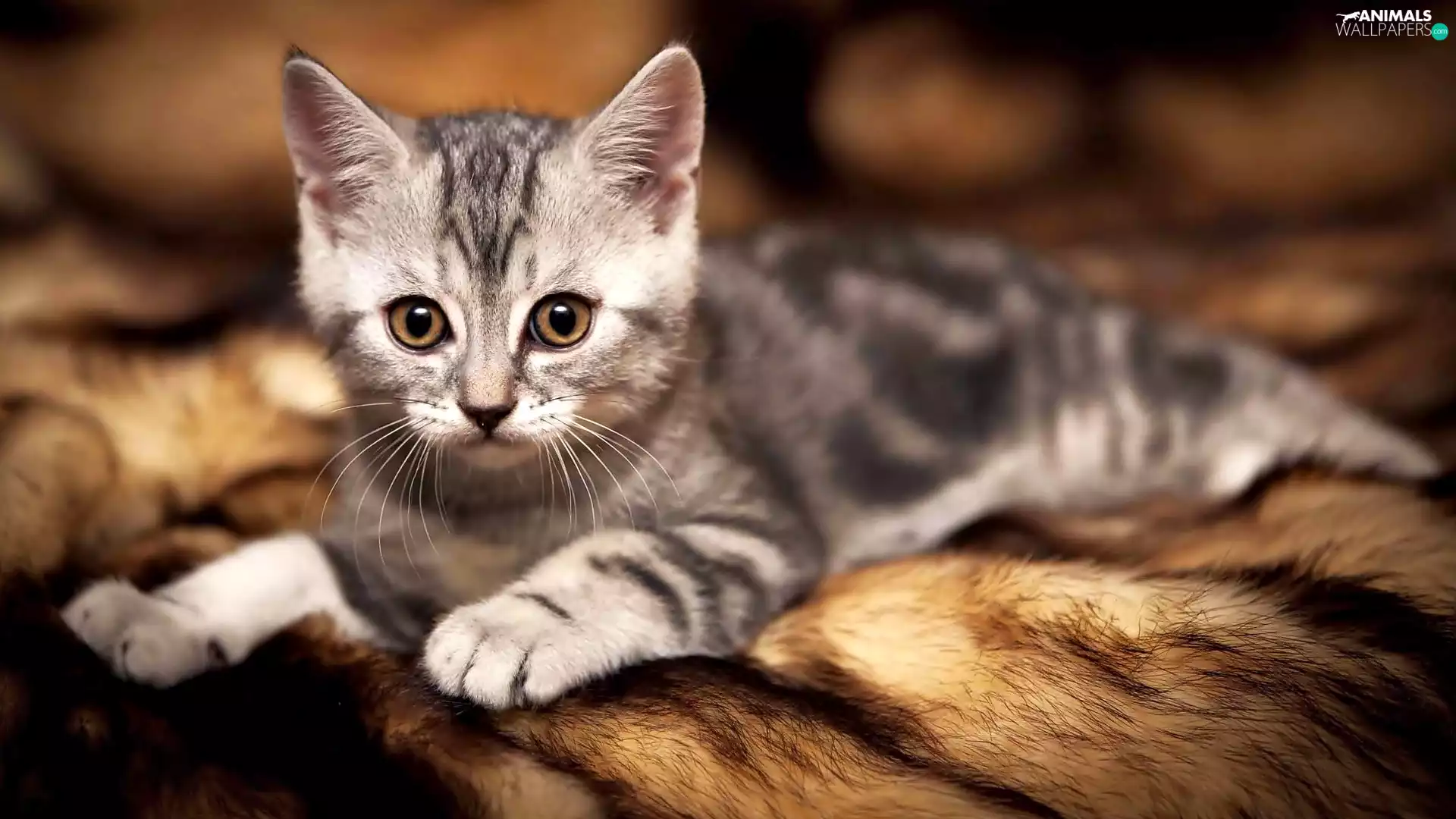 lying, Gray, British Striped cat, small