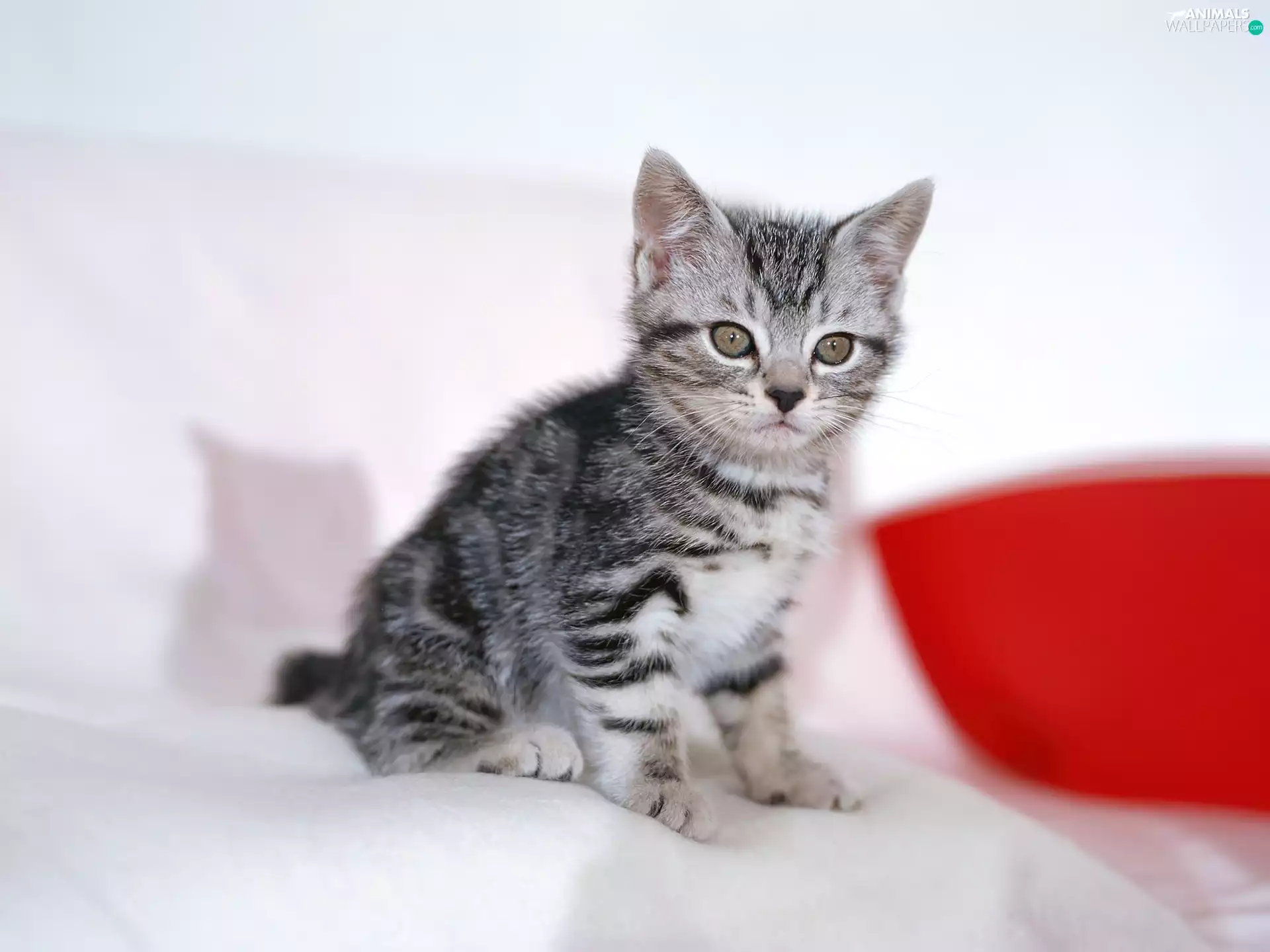 stripes, small, kitten