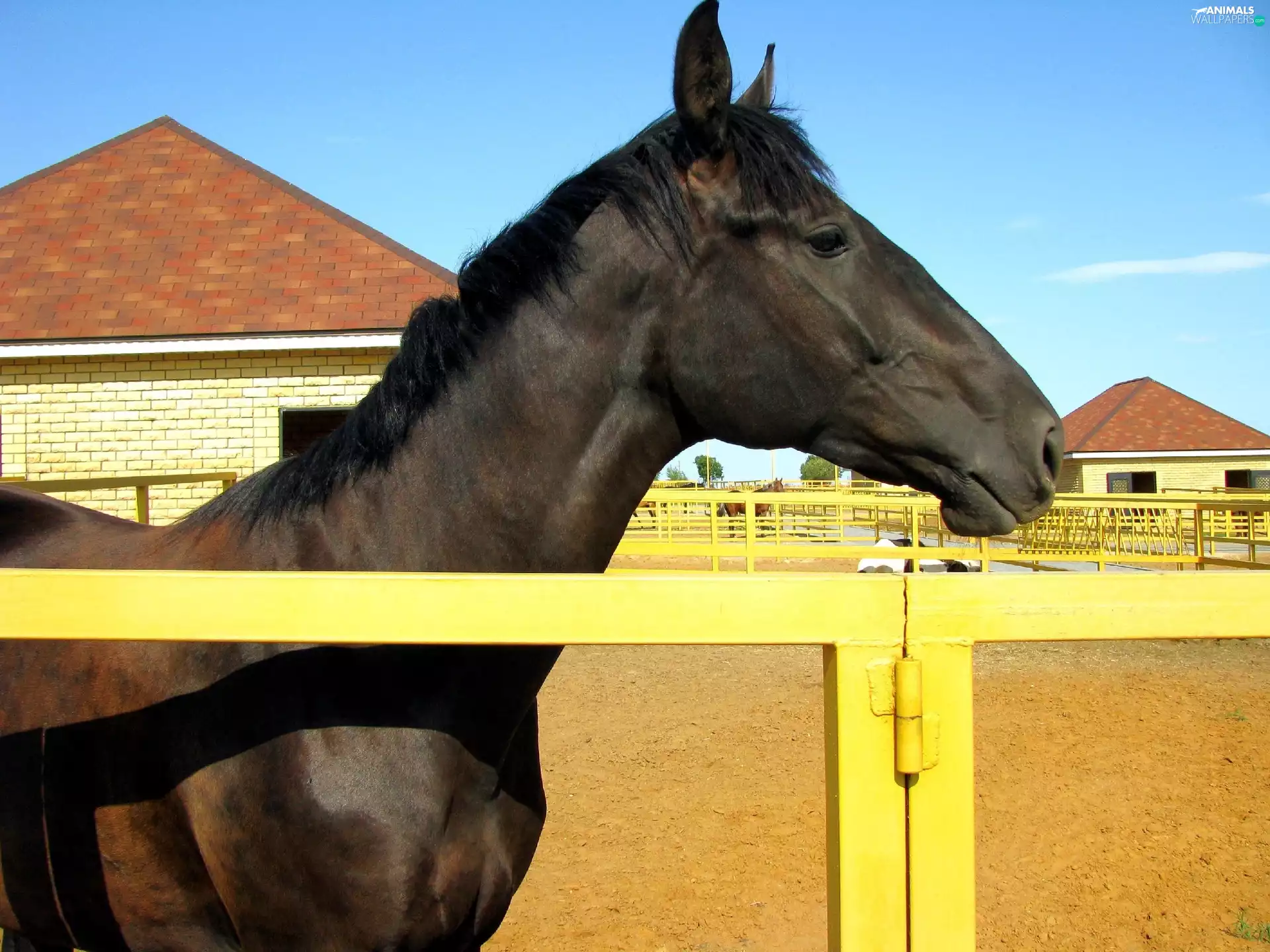 stud, Horse, fence
