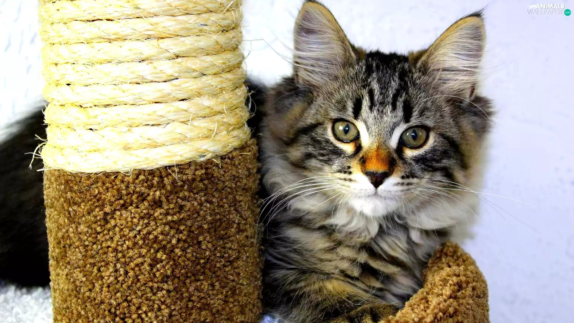 cat, twine, play, stump