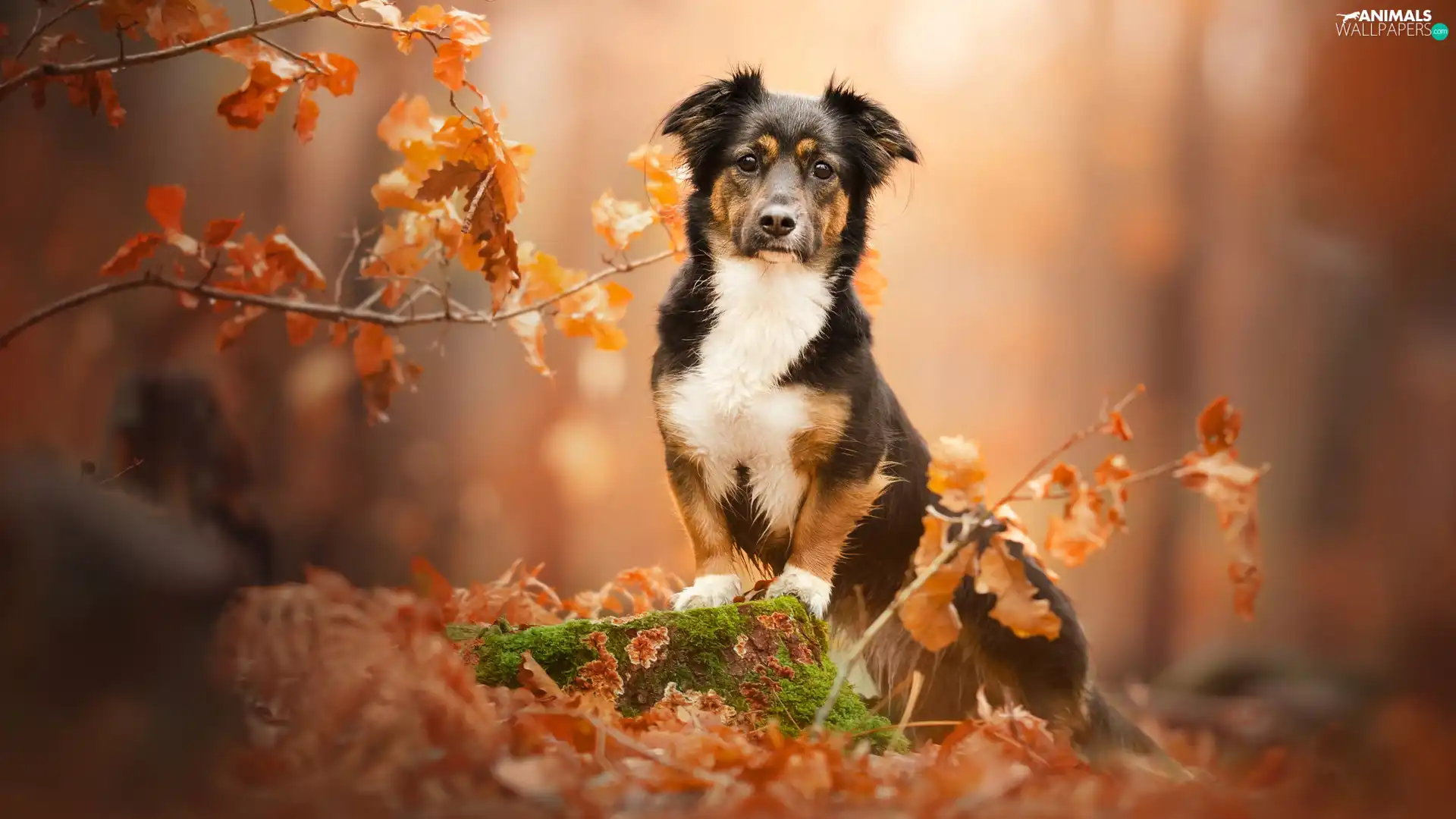 dog, Twigs, Leaf, stump