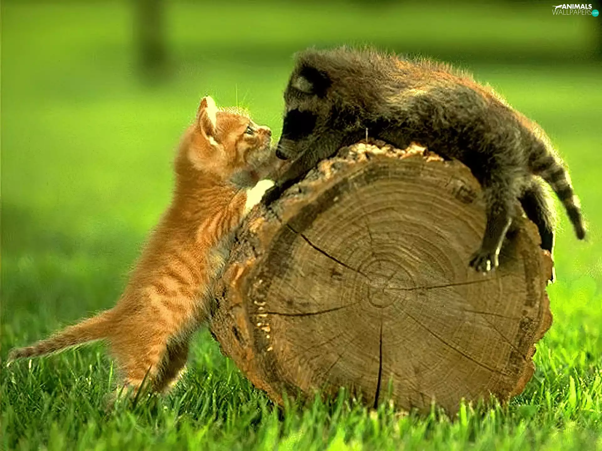 stump, kitten, raccoon