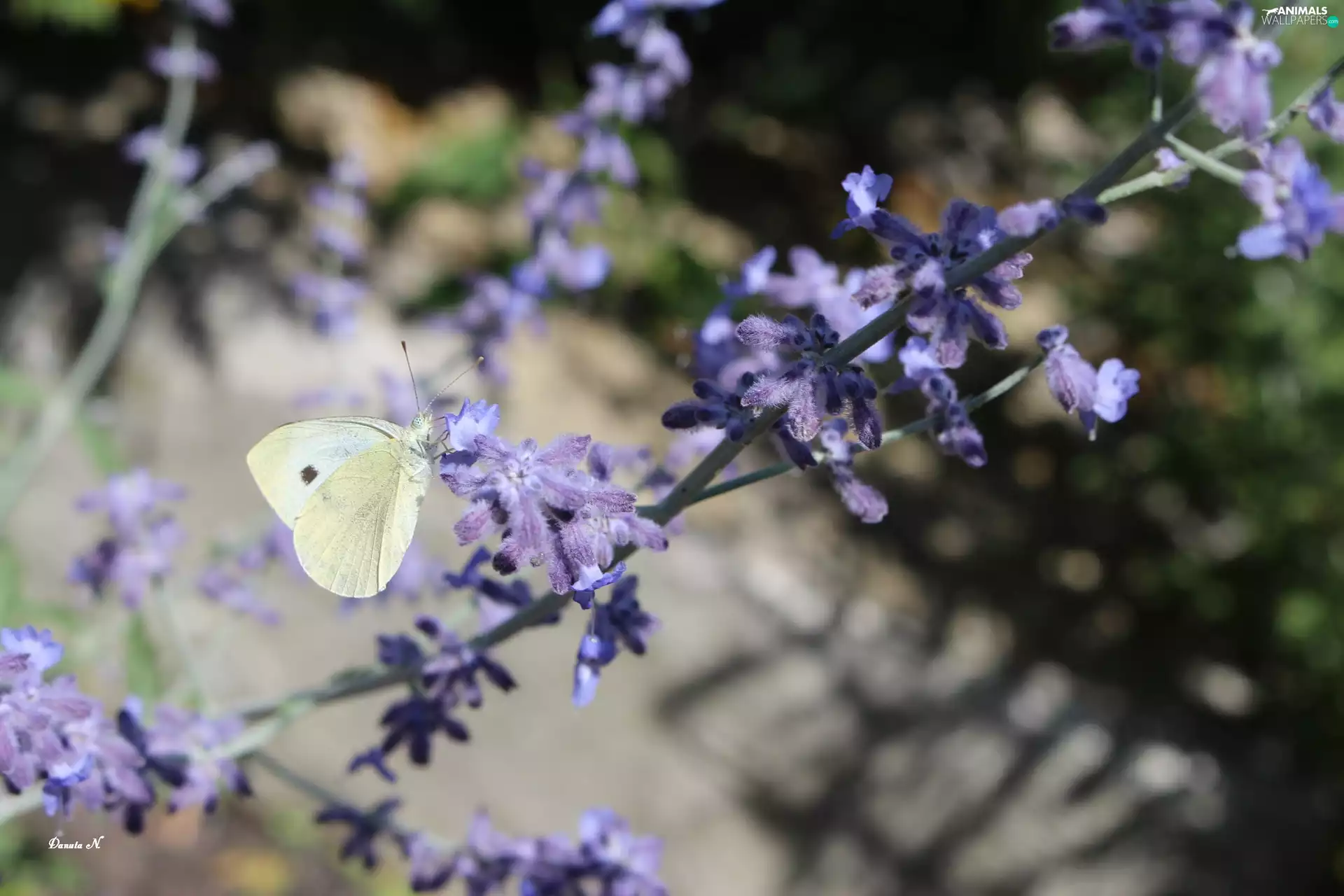 purple, butterfly, Meadow, summer, Flowers, Cabbage
